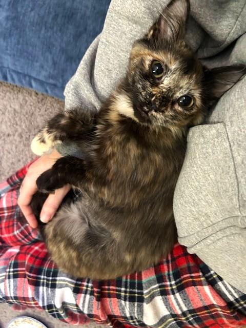 Lola, ADOPTABLE, Kitten Female Domestic Long Hair.