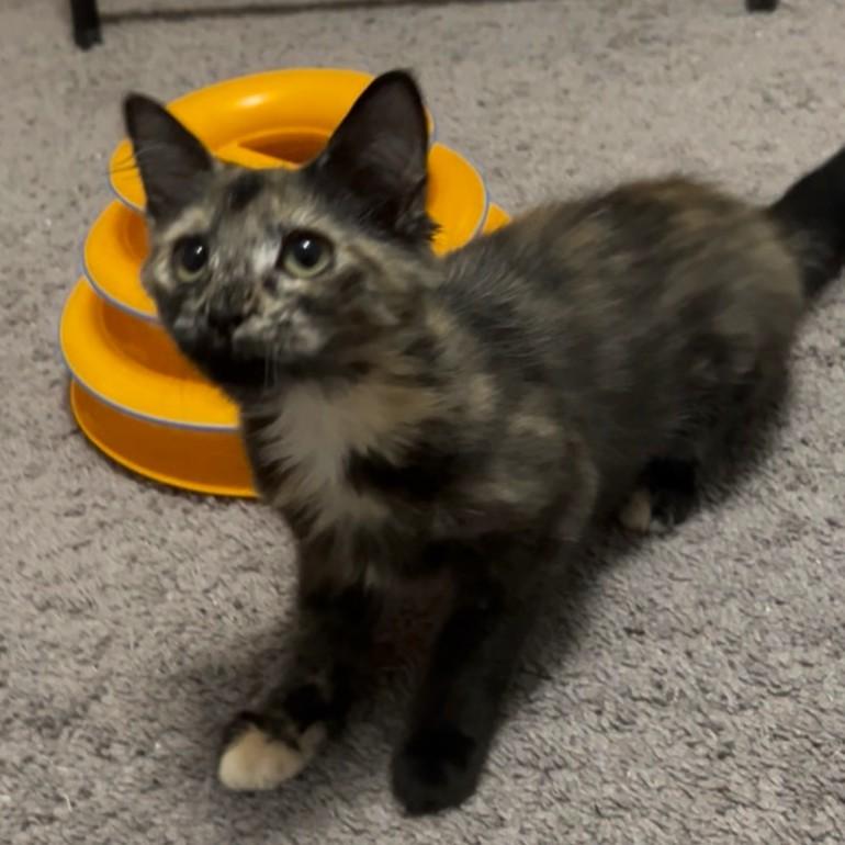 Enlarge Lola, an adopted Domestic Long Hair in Smithfield, NC image 3/4