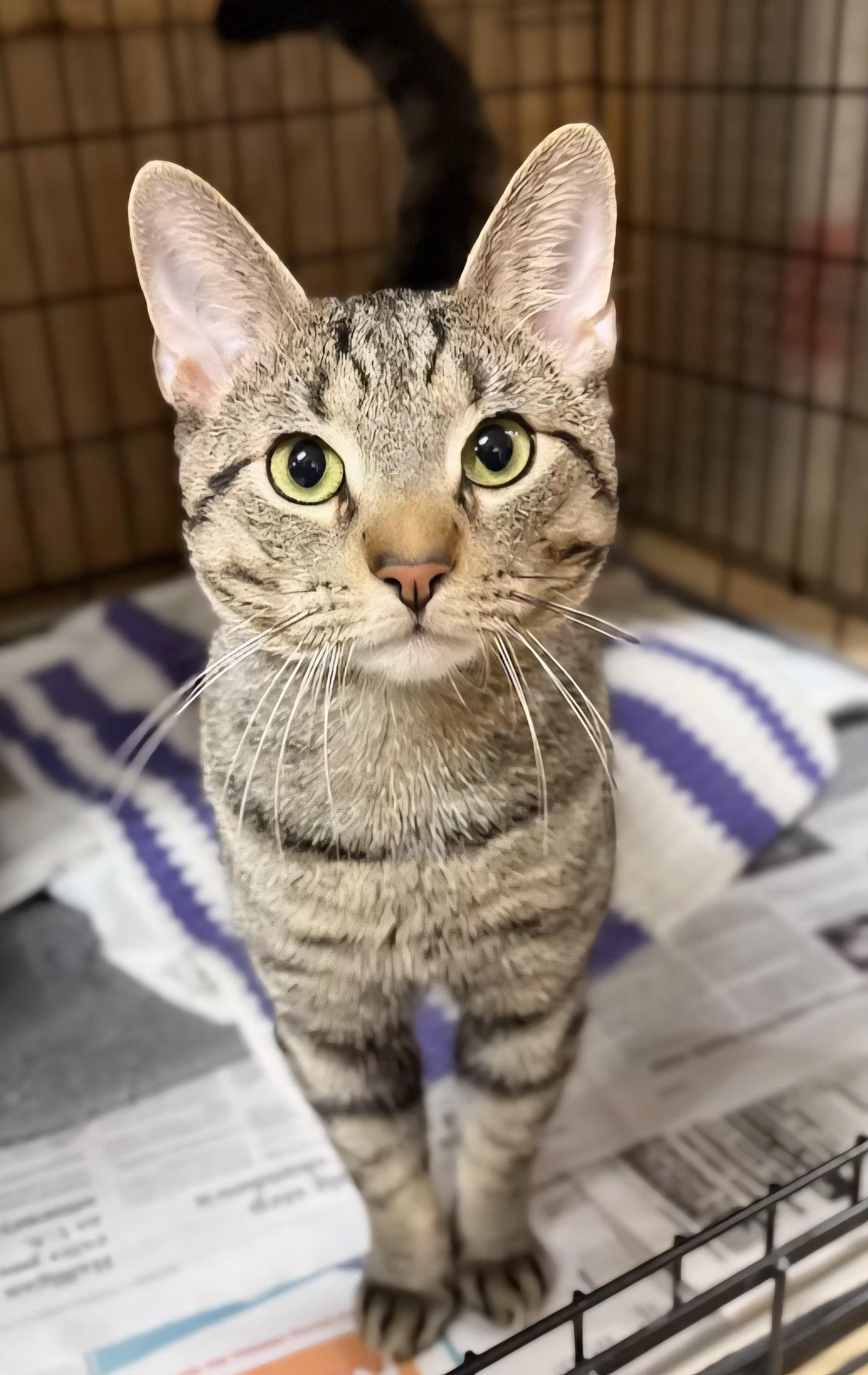 Enlarge Martin, a ADOPTABLE Tabby in Linden, NJ image 1/6