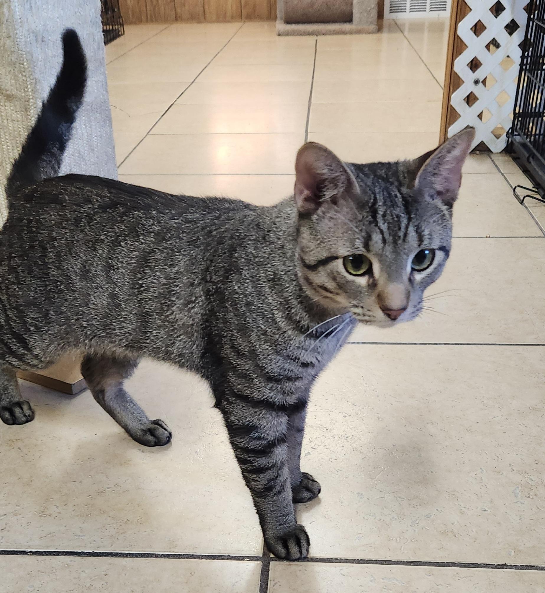 Enlarge Martin, a ADOPTABLE Tabby in Linden, NJ image 5/6