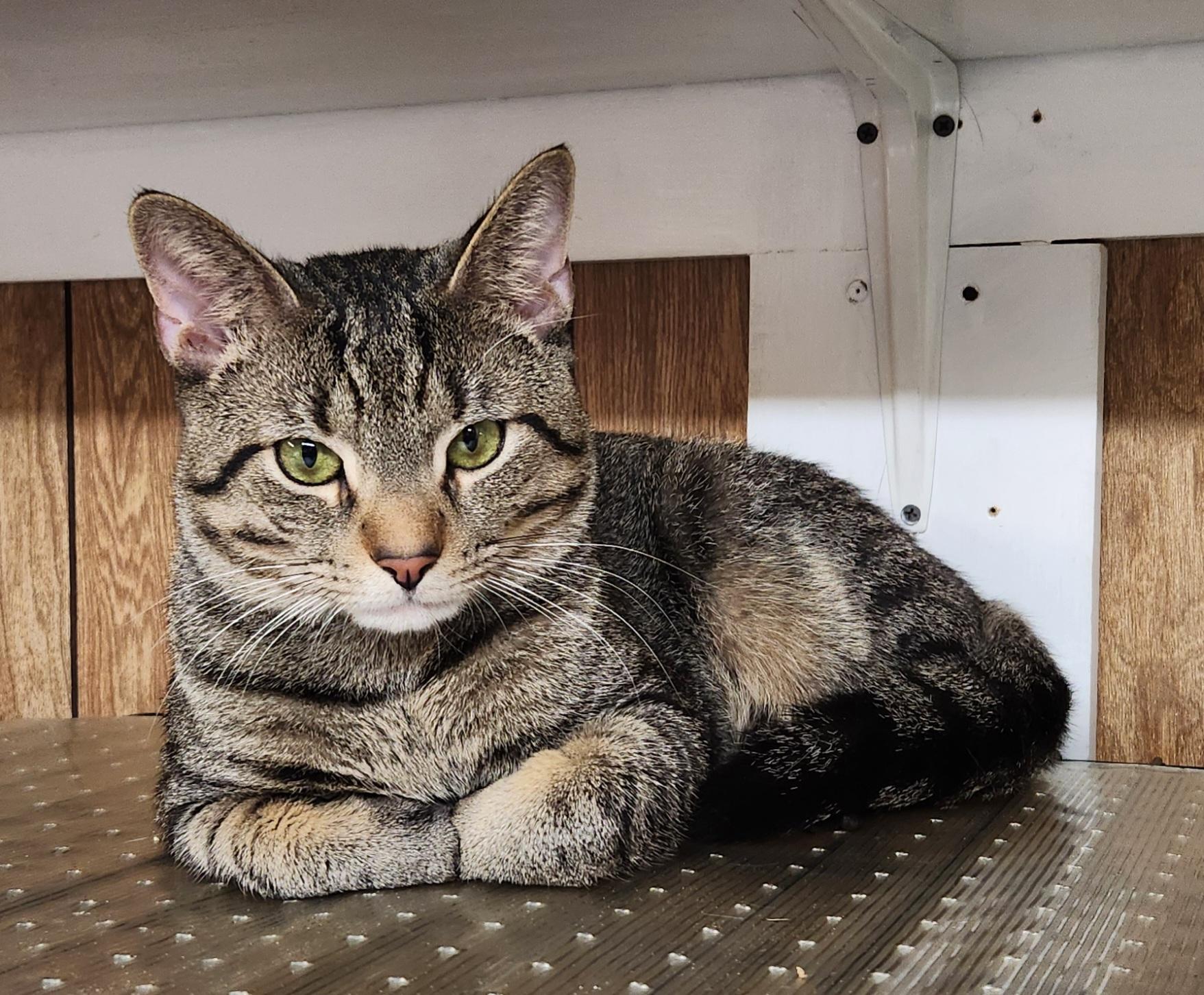 Enlarge Martin, a ADOPTABLE Tabby in Linden, NJ image 3/6