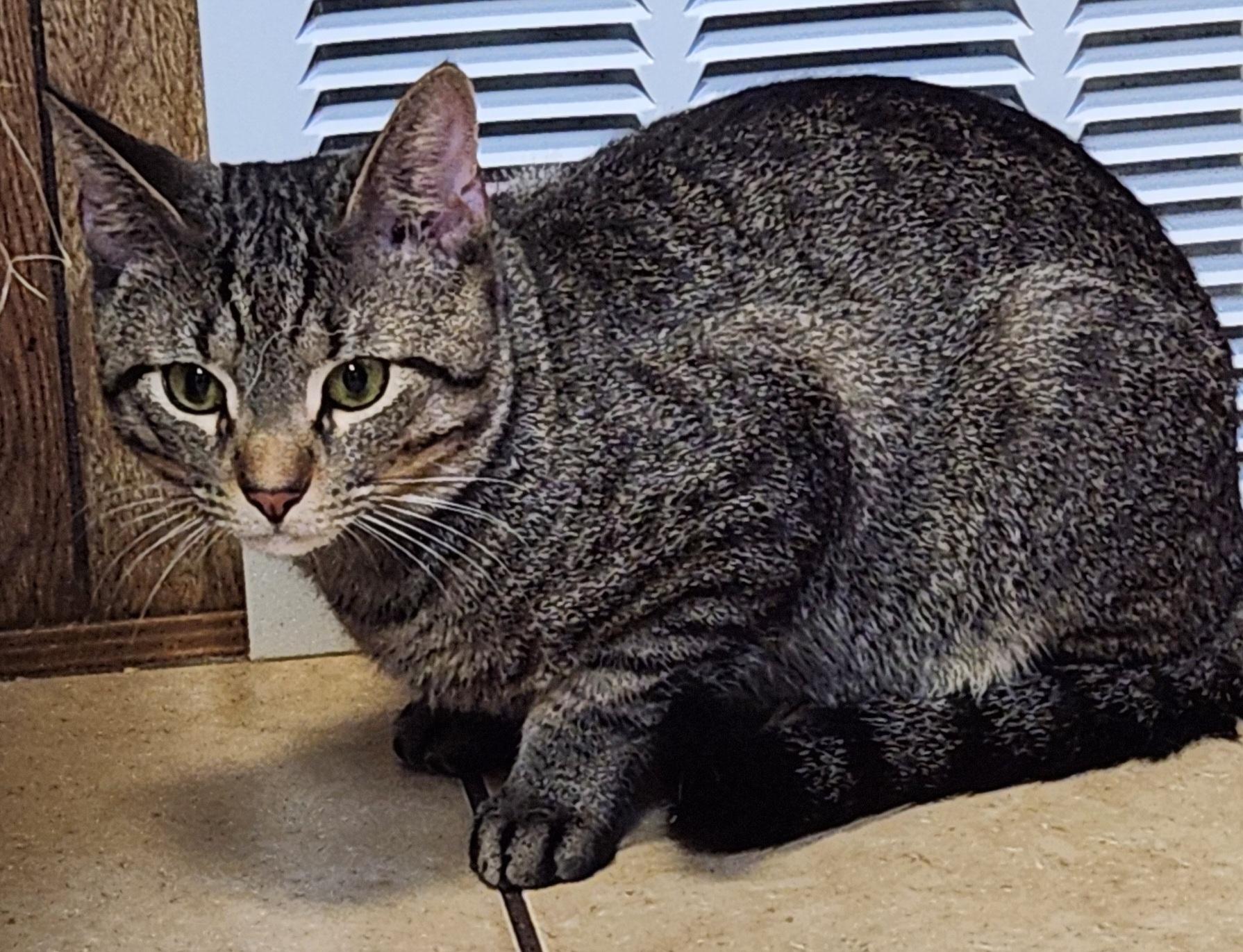 Enlarge Martin, a ADOPTABLE Tabby in Linden, NJ image 4/6