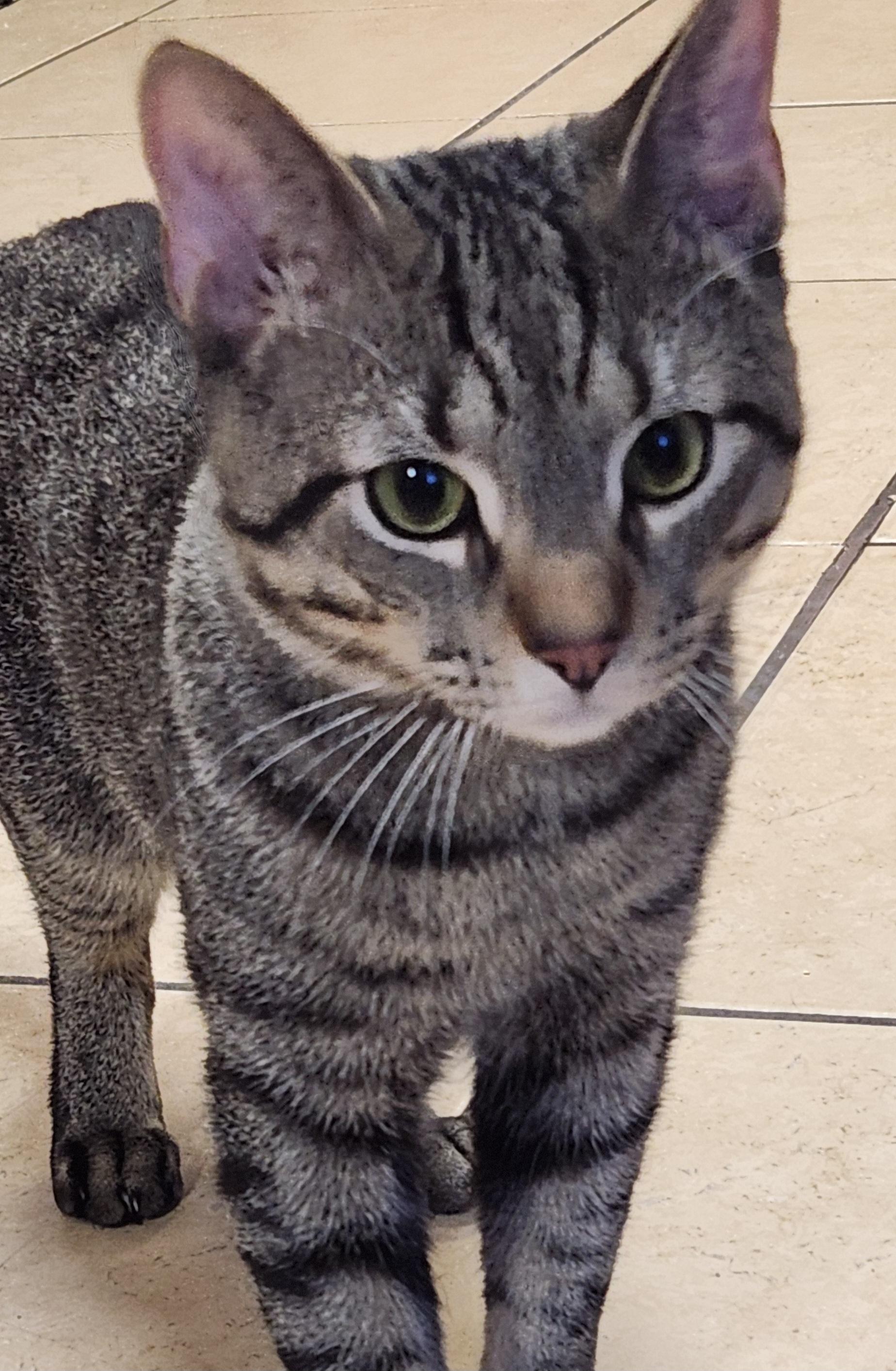 Enlarge Martin, a ADOPTABLE Tabby in Linden, NJ image 2/6