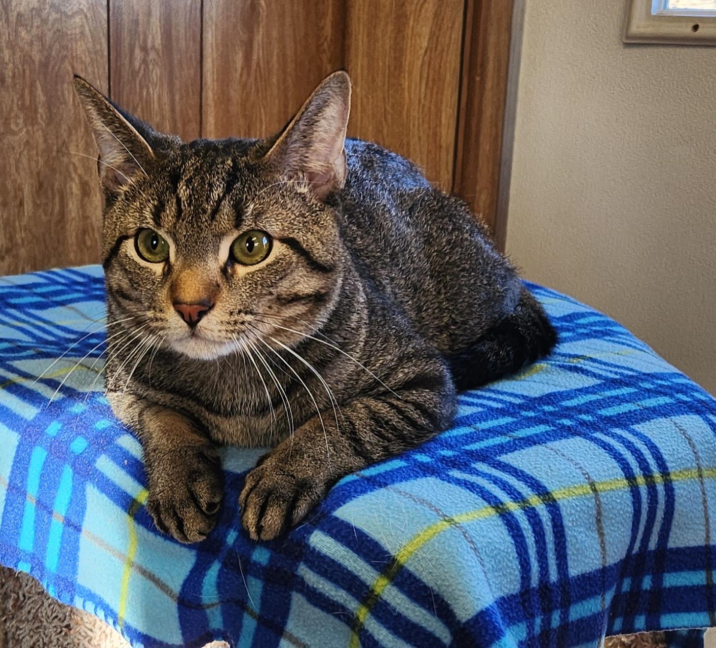 Enlarge Martin, a ADOPTABLE Tabby in Linden, NJ image 6/6