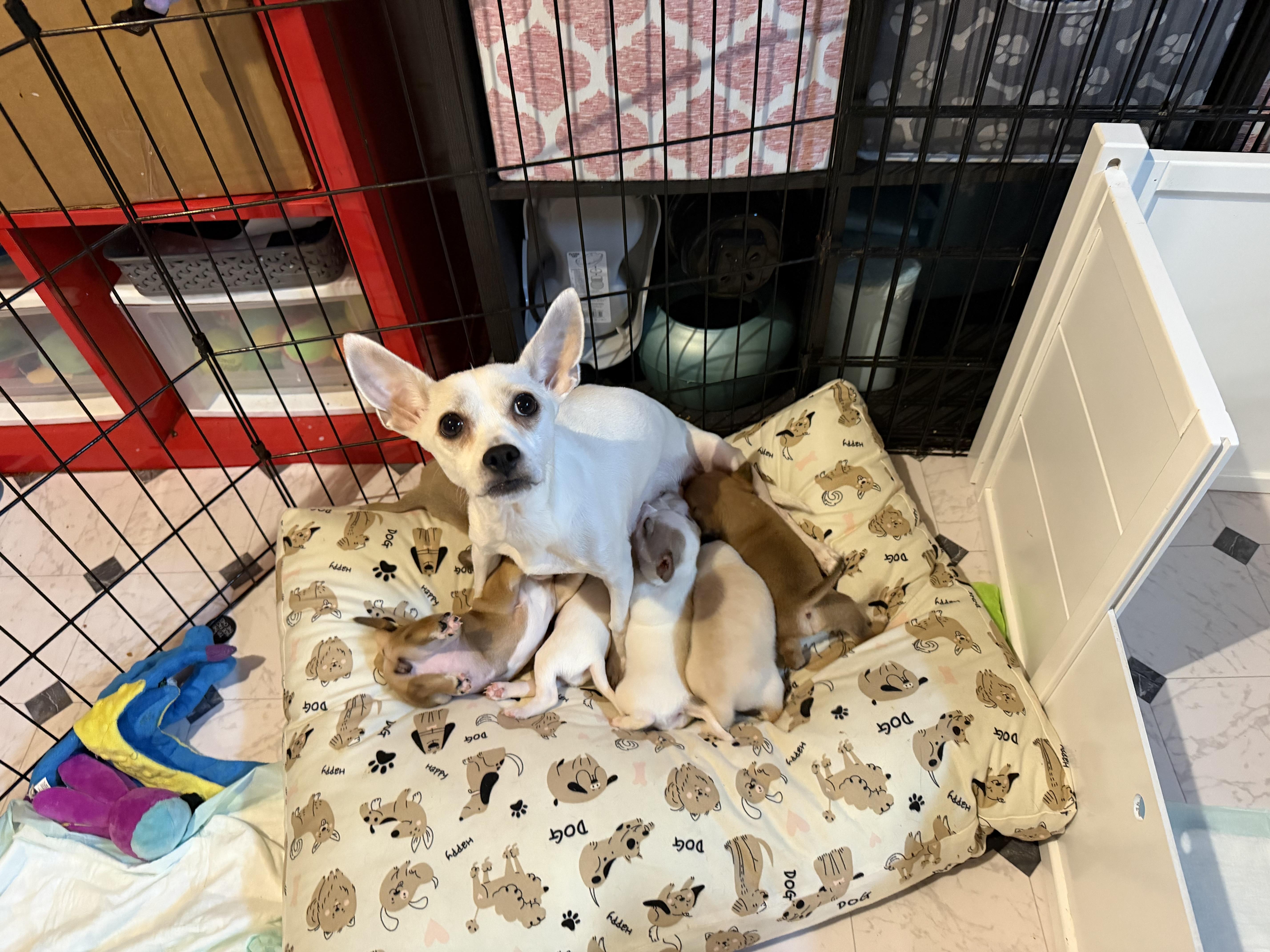 Bud, Adoptable, Puppy Male Chihuahua.