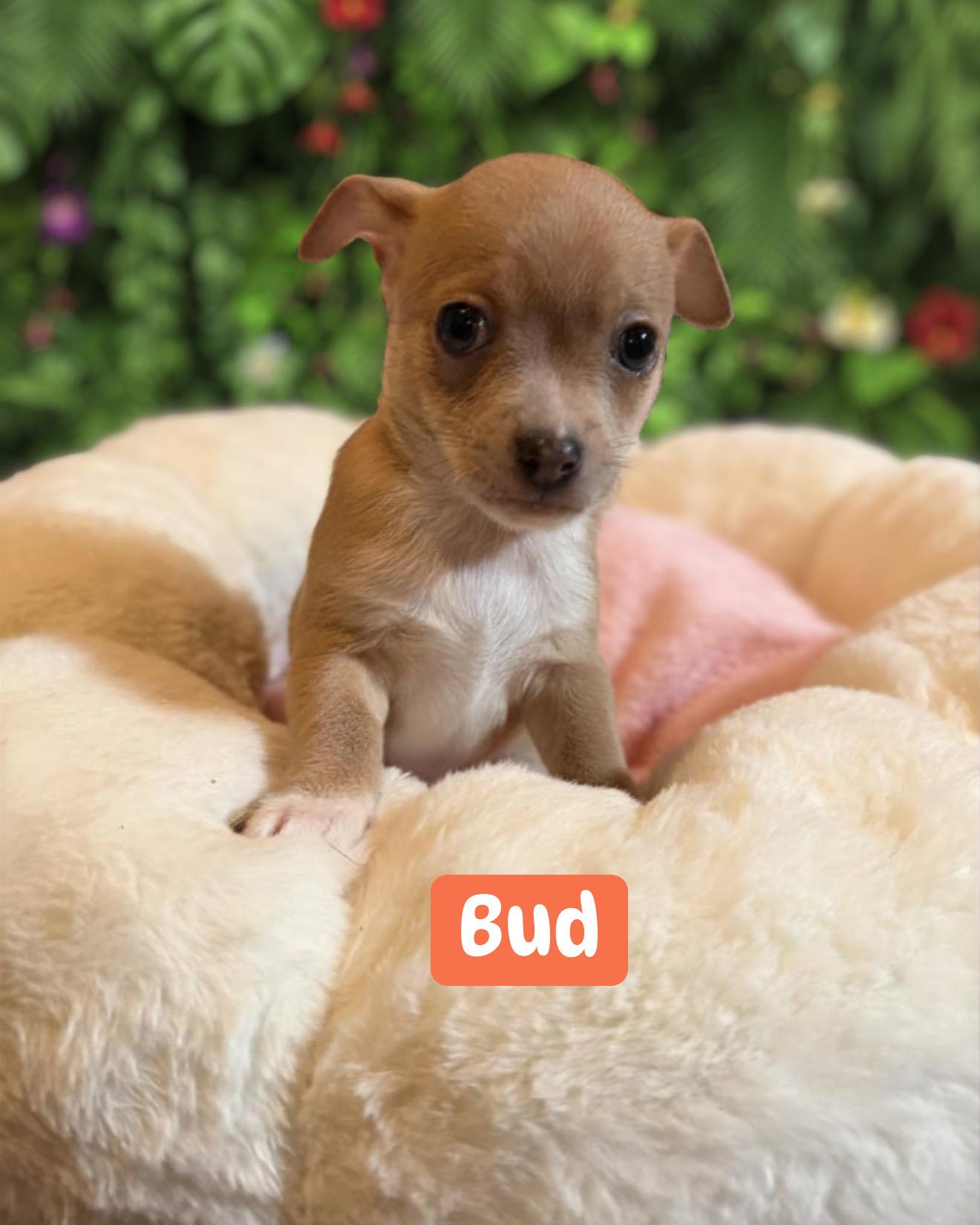 Bud, a Adoptable mixed breed in Berlin, NJ image 2/3