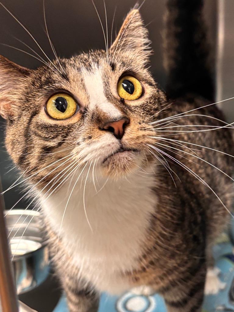 Leliana, Adoptable, Young Female Domestic Short Hair.