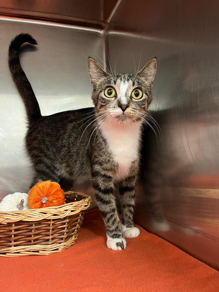 Enlarge Leliana, a Adoptable mixed breed in Lima, OH image 1/3