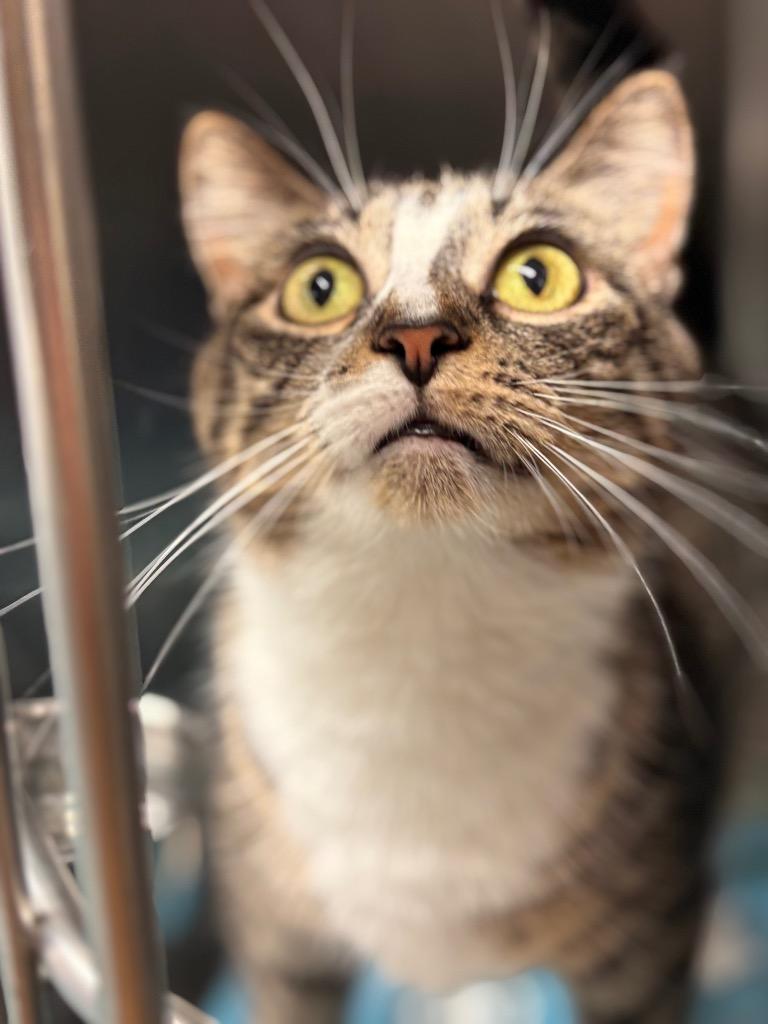 Enlarge Leliana, a Adoptable mixed breed in Lima, OH image 3/3