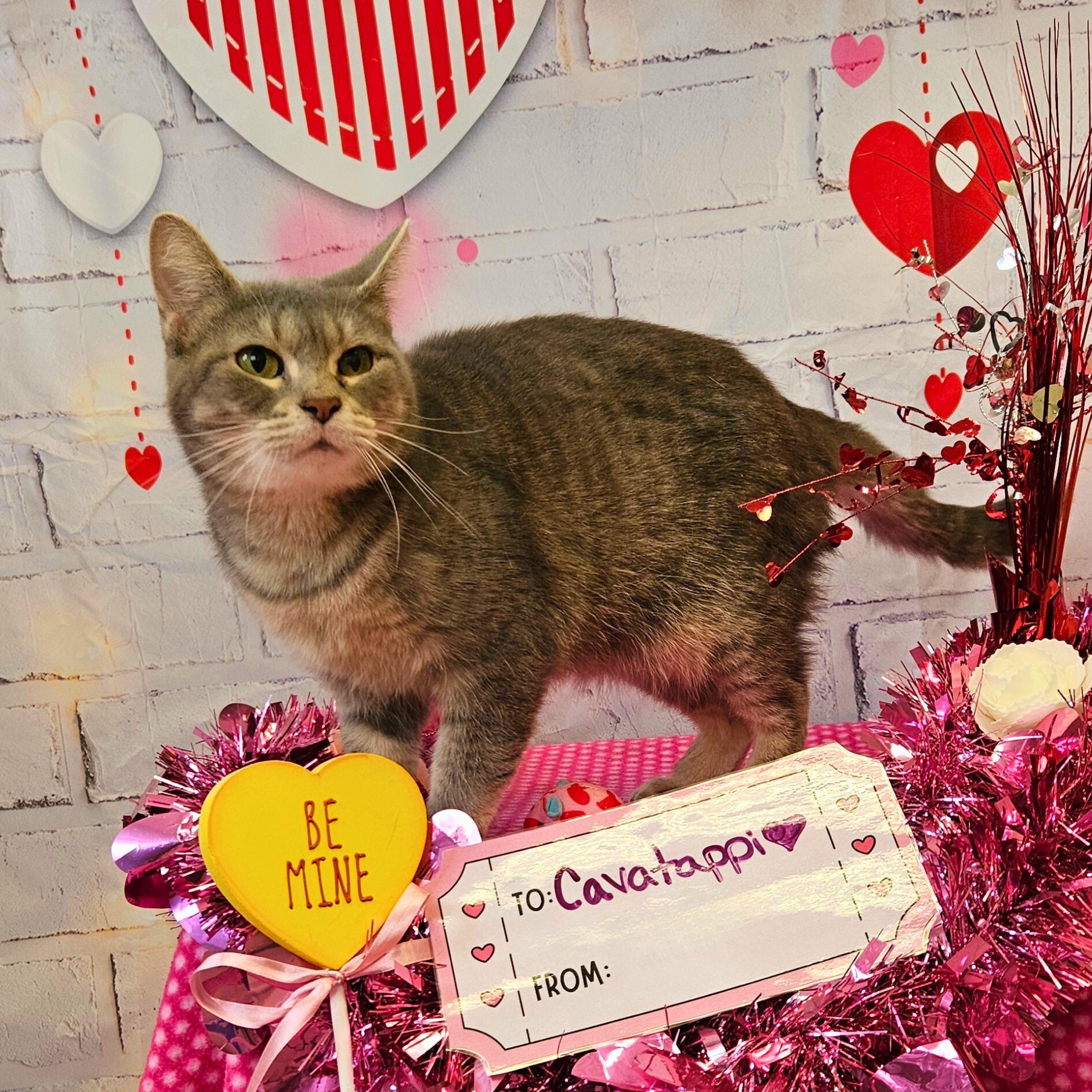 Cavatappi, adoptable, Adult Female Domestic Short Hair.