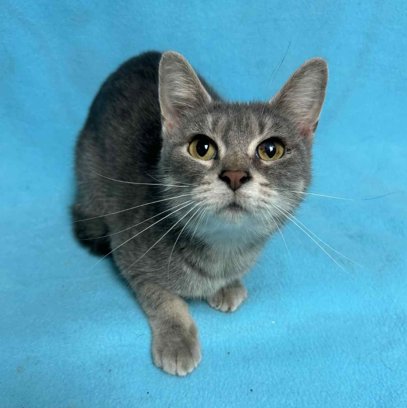 Cavatappi, an adoptable Domestic Short Hair in Waterloo, IA image 2/4