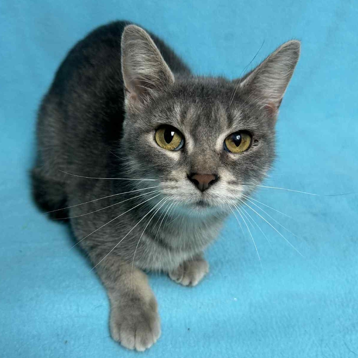 Cavatappi, an adoptable Domestic Short Hair in Waterloo, IA image 4/4