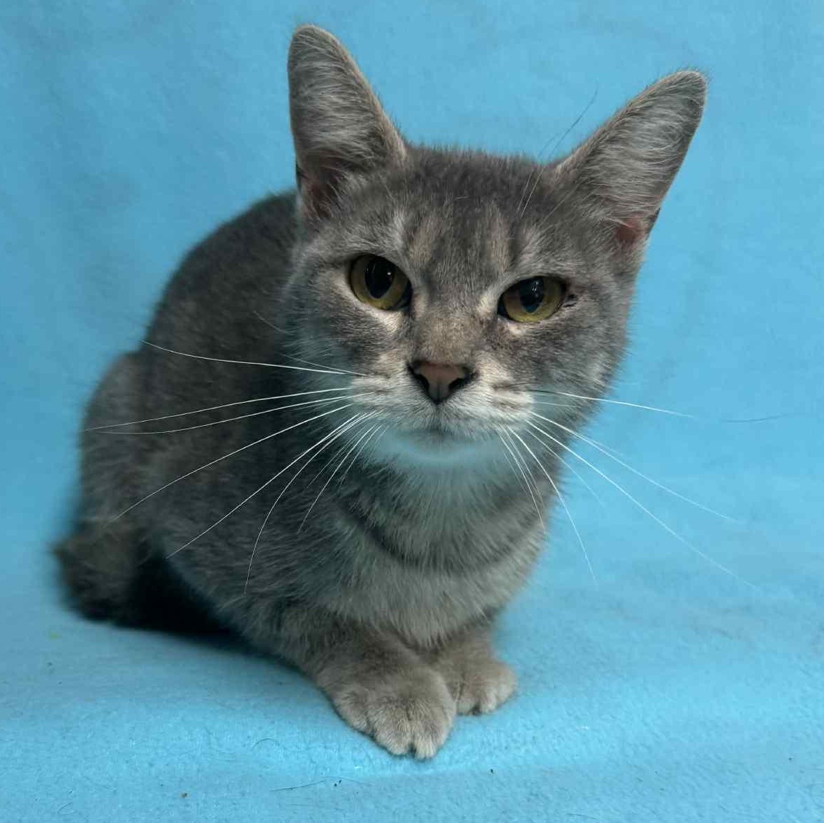 Cavatappi, an adoptable Domestic Short Hair in Waterloo, IA image 3/4