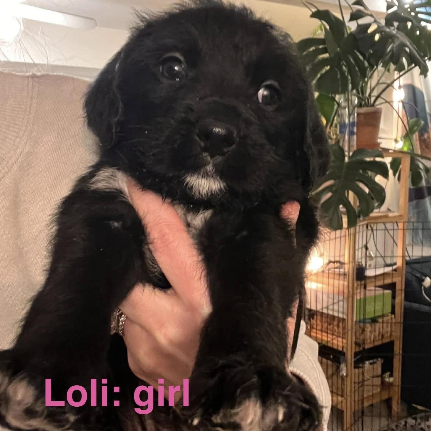 Enlarge Loli, an adopted mixed breed in Palatine, IL image 3/3