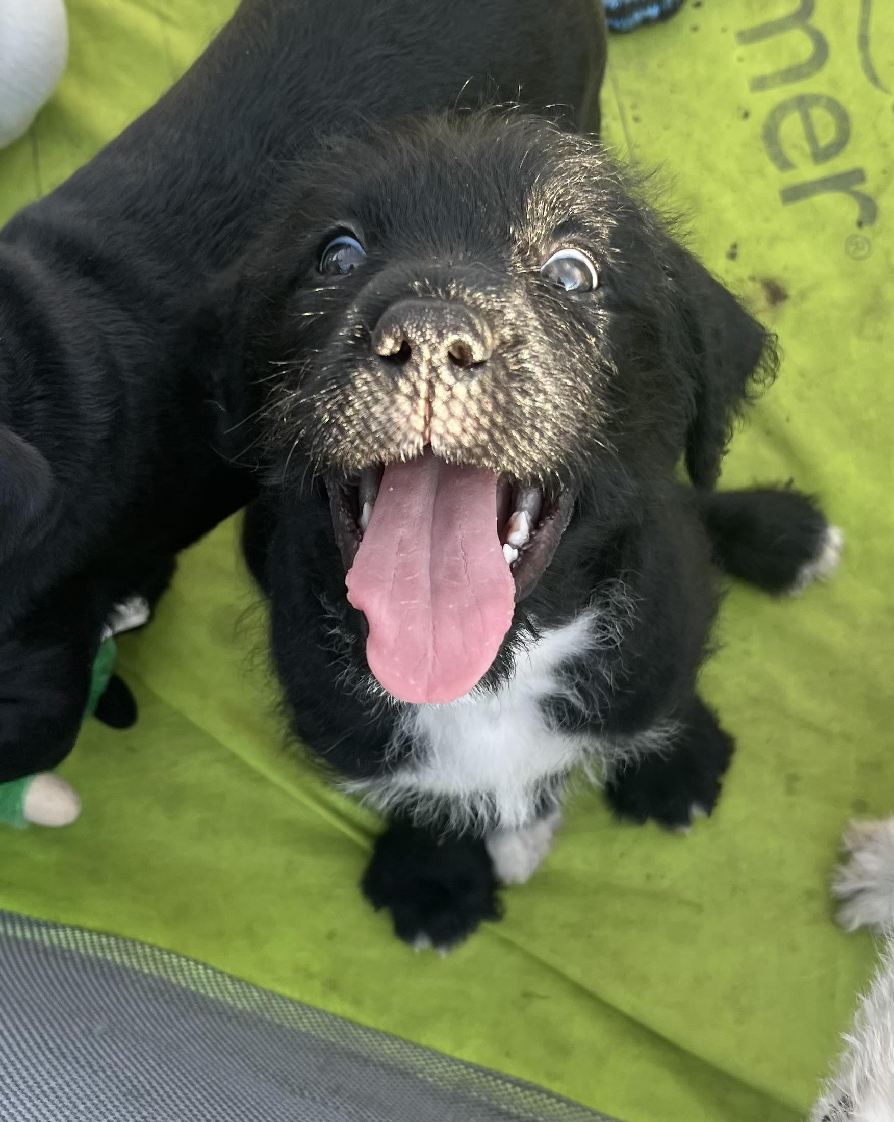 Enlarge Loli, an adopted mixed breed in Palatine, IL image 2/3