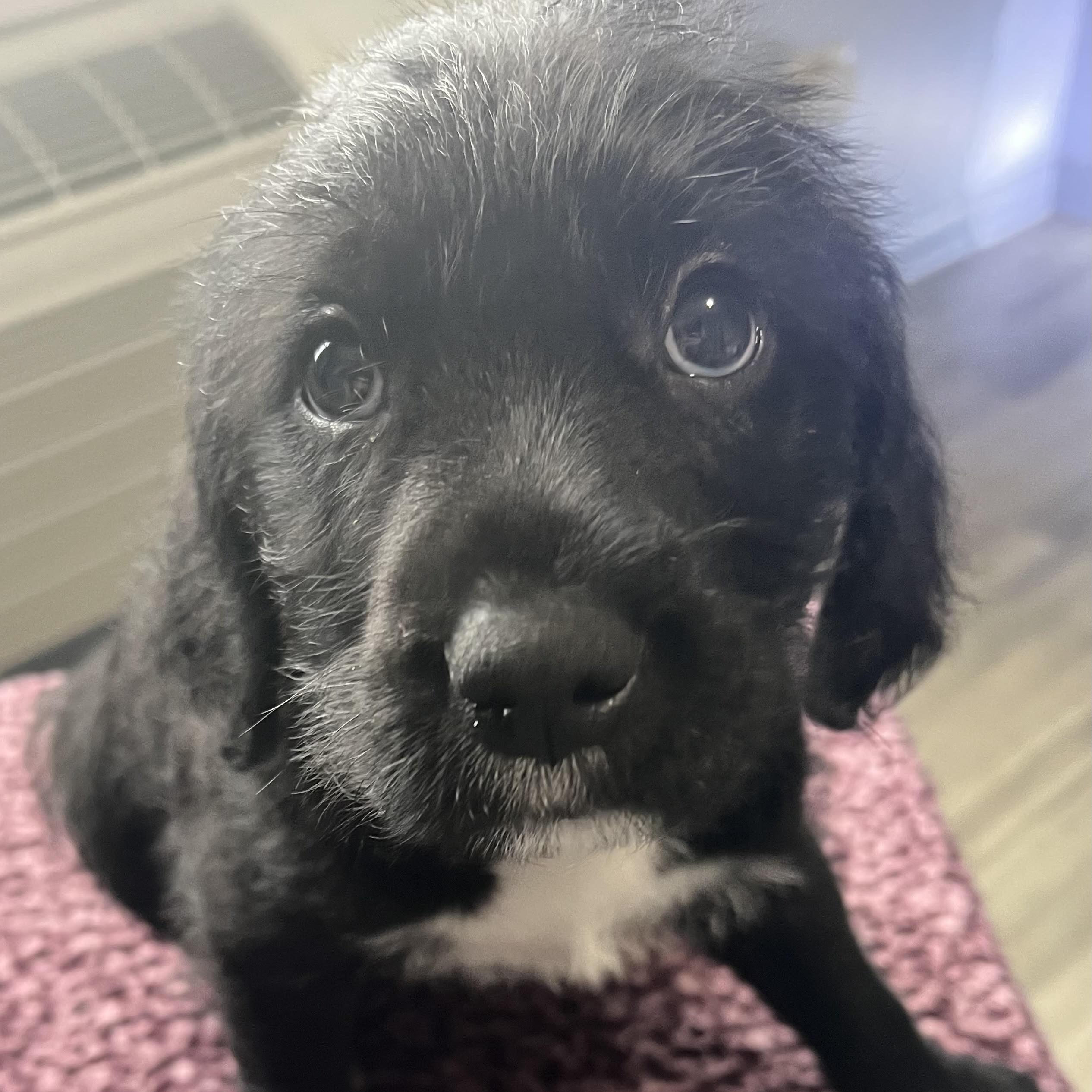 Enlarge Loli, an adopted mixed breed in Palatine, IL image 1/3