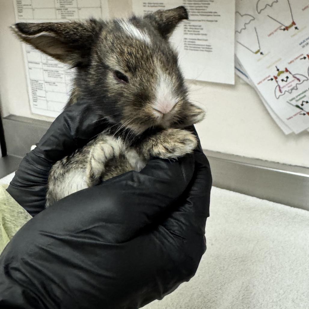 Enlarge Dottie, a Adoptable Bunny Rabbit in Murray, UT image 1/3