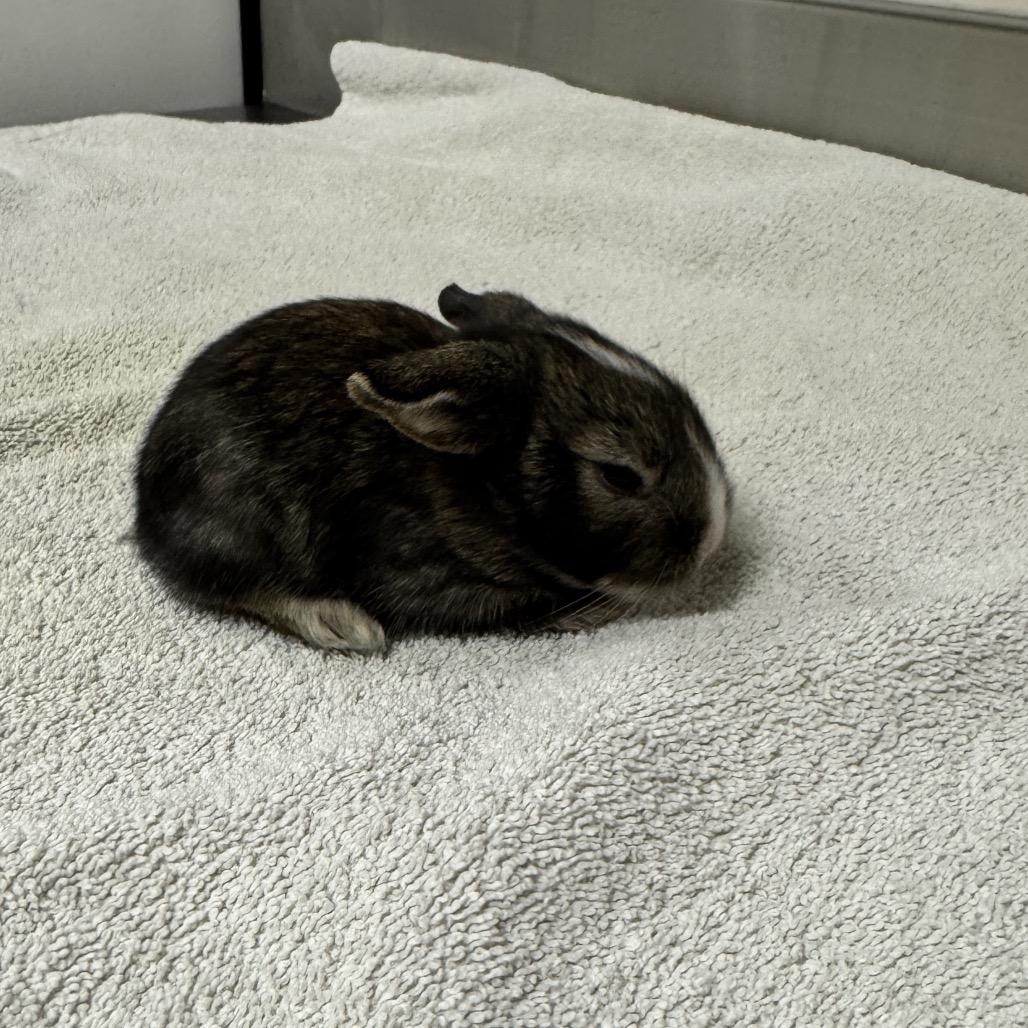 Enlarge Dottie, a Adoptable Bunny Rabbit in Murray, UT image 2/3