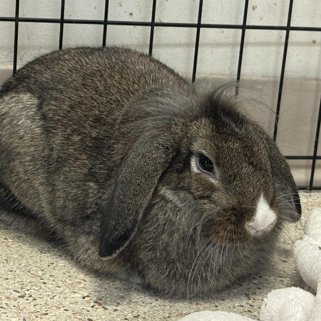 Enlarge Dottie, a Adoptable Bunny Rabbit in Murray, UT image 3/3