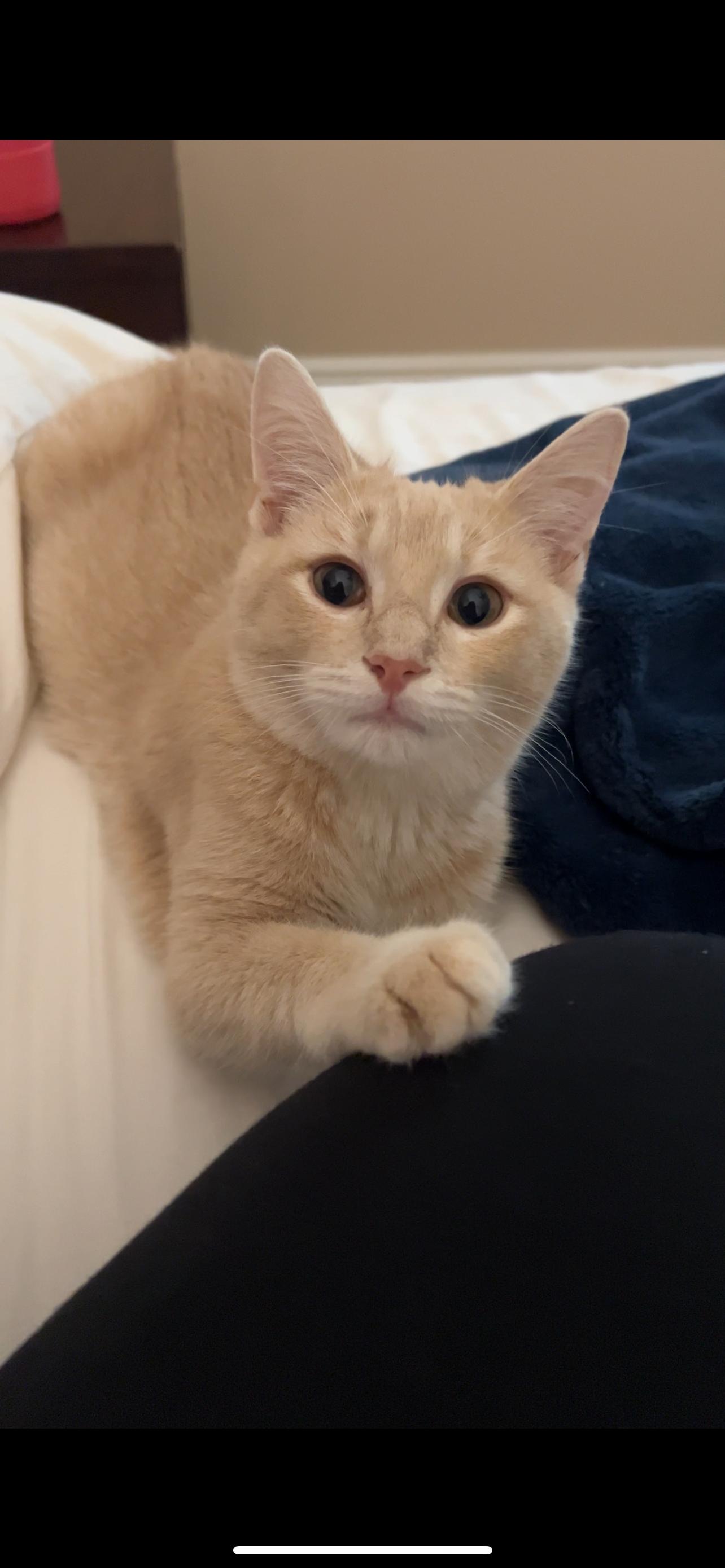 Enlarge Chicken biscuit , an adopted Domestic Short Hair in Tampa, FL image 1/5