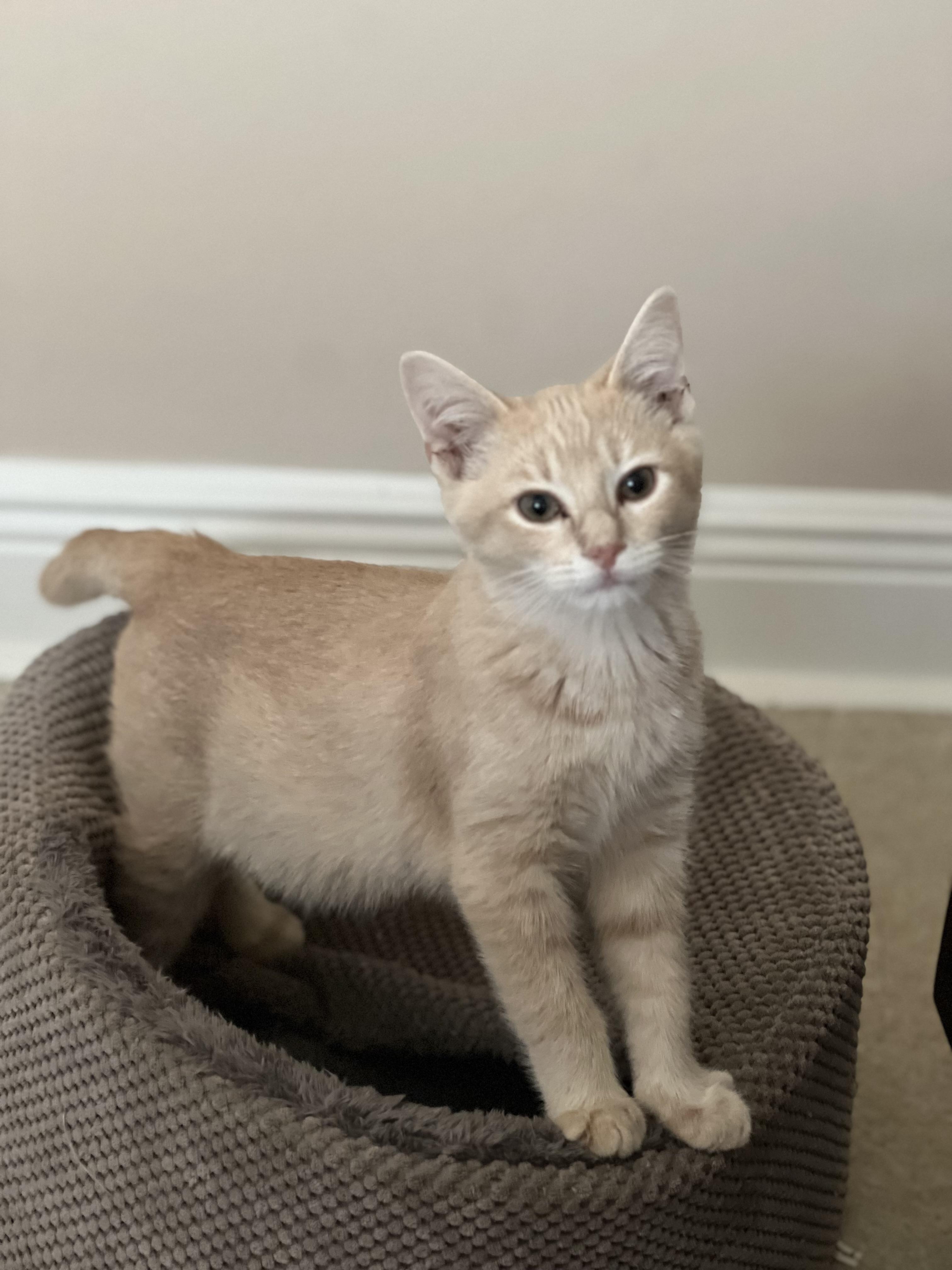 Enlarge Chicken biscuit , an adopted Domestic Short Hair in Tampa, FL image 3/5