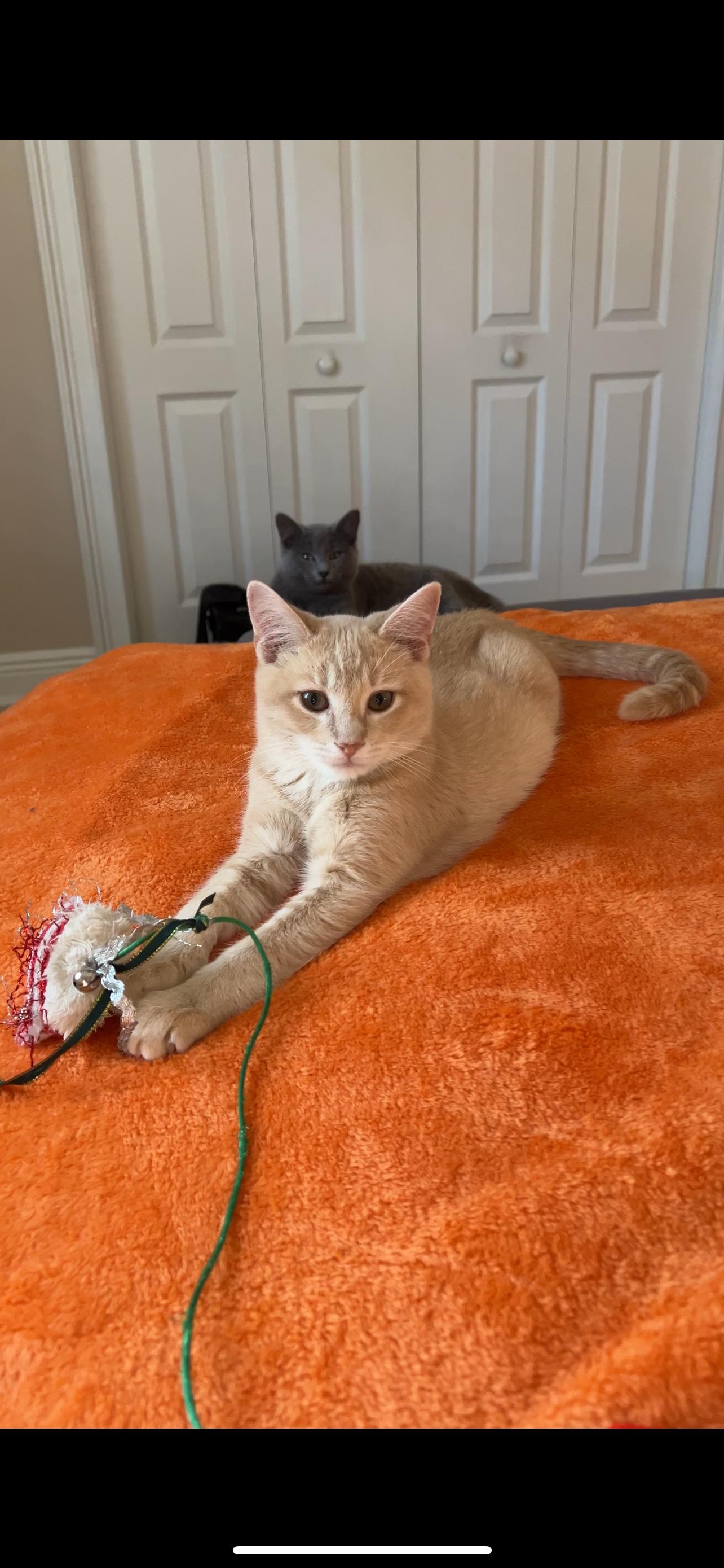 Enlarge Chicken biscuit , an adopted Domestic Short Hair in Tampa, FL image 4/5