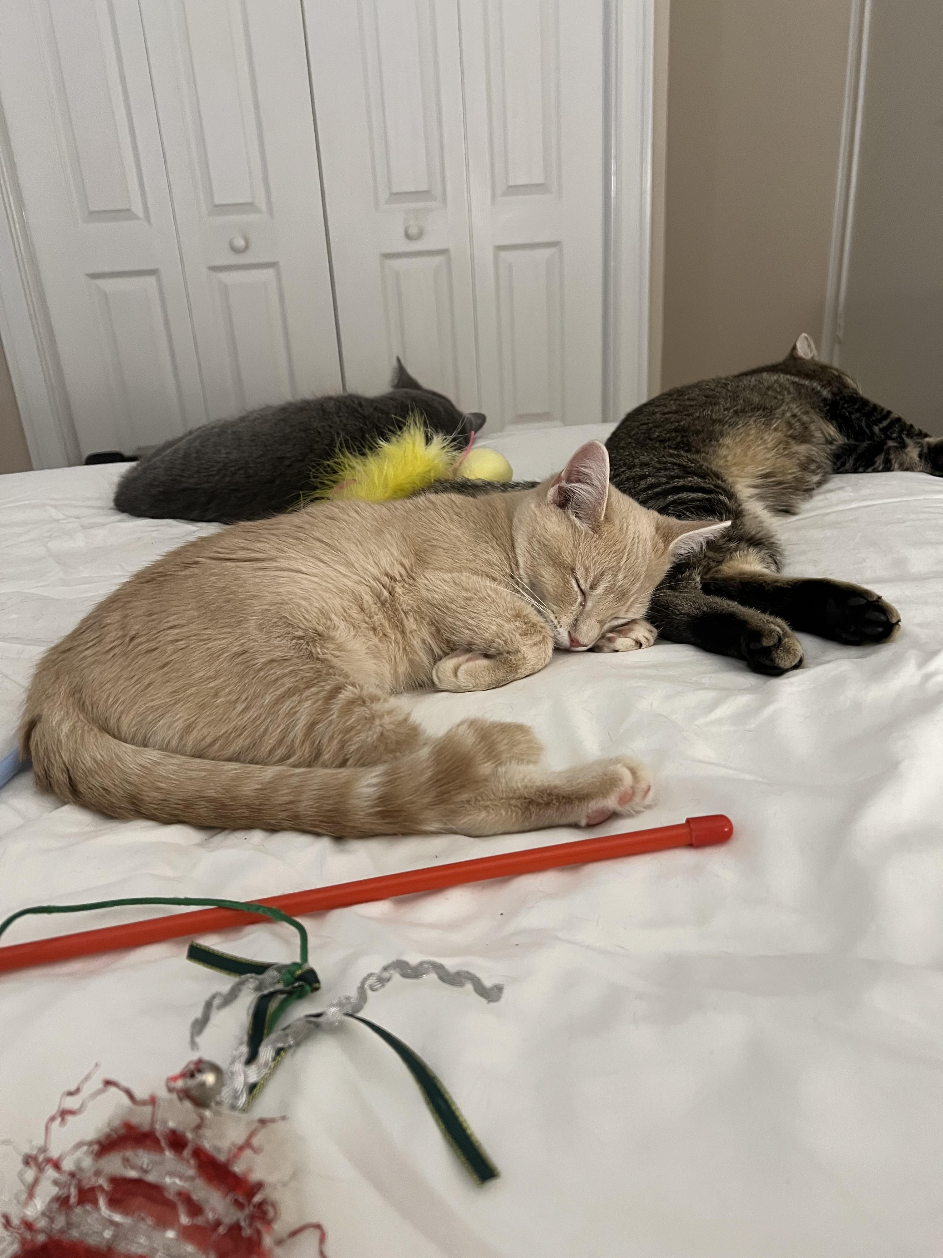 Enlarge Chicken biscuit , an adopted Domestic Short Hair in Tampa, FL image 5/5