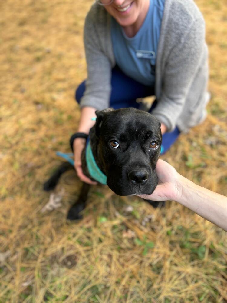 Enlarge Hooligan, a Adoptable mixed breed in Muskegon, MI image 1/3