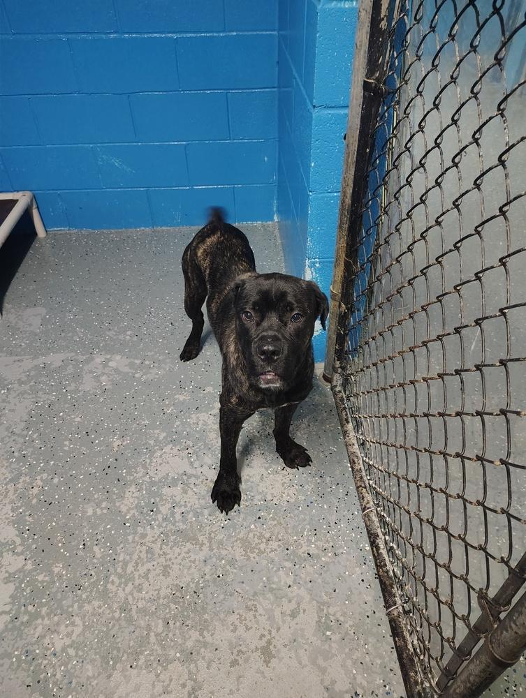Enlarge Hooligan, a Adoptable mixed breed in Muskegon, MI image 2/3
