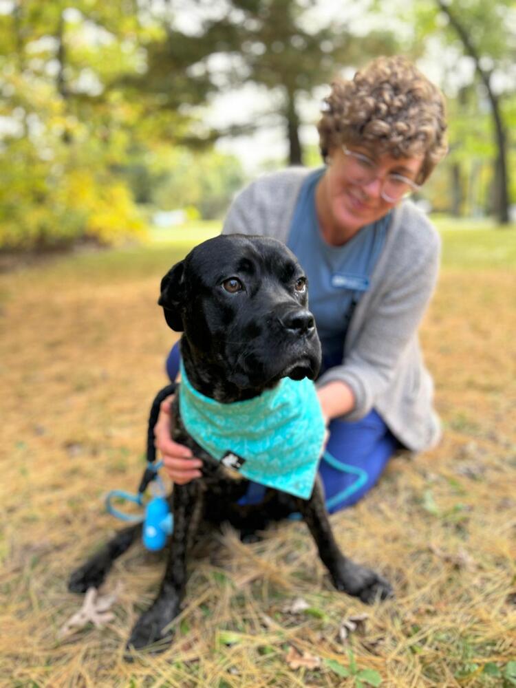 Enlarge Hooligan, a Adoptable mixed breed in Muskegon, MI image 3/3