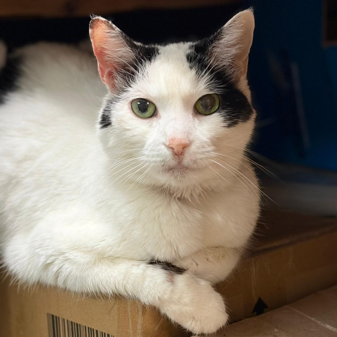 Missy — thumbnail 2