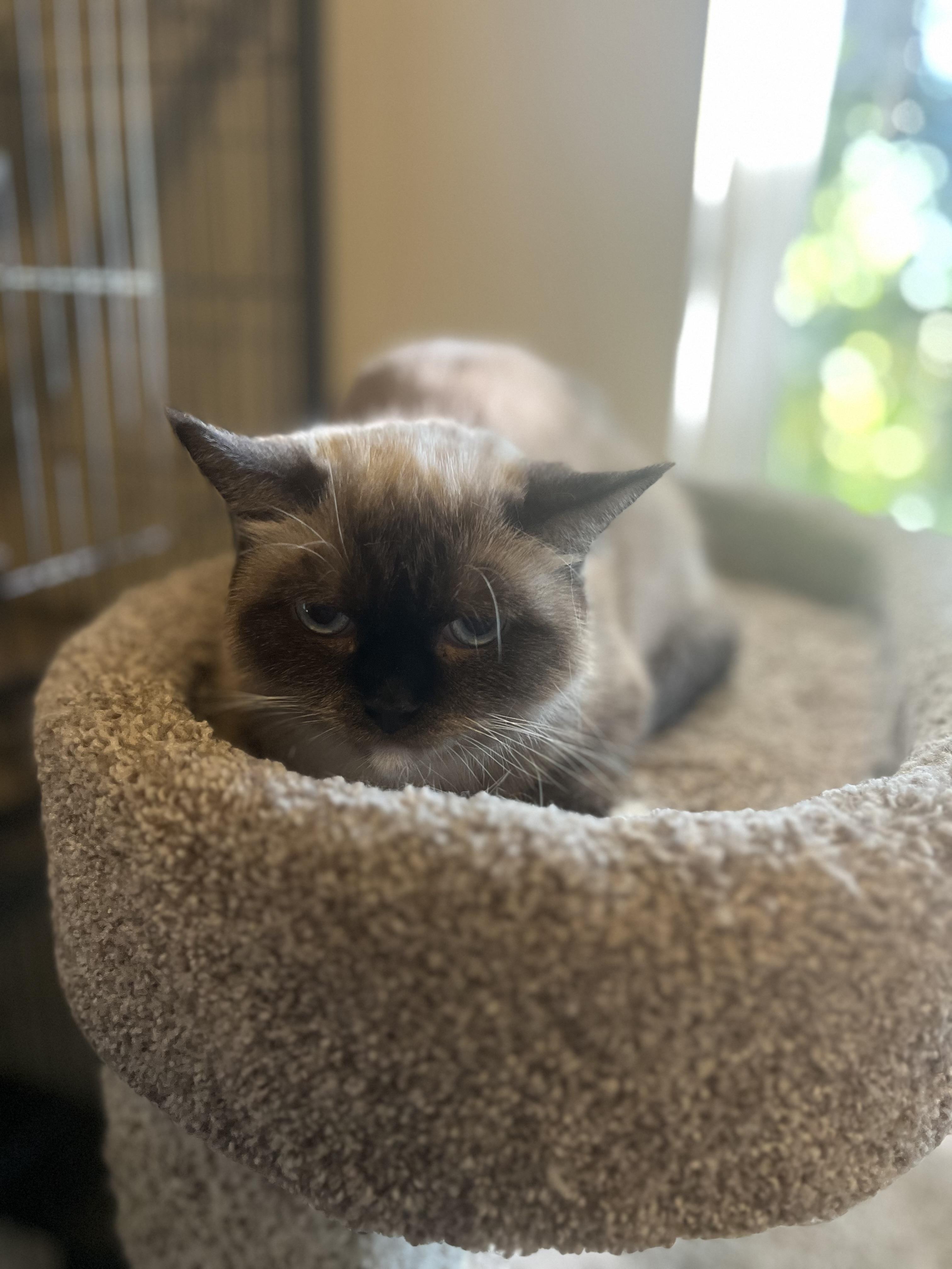Tarder Sauce (will be adopted with Sylvie), an adoptable Munchkin in Marysville, WA, 98270 | Photo Image 2