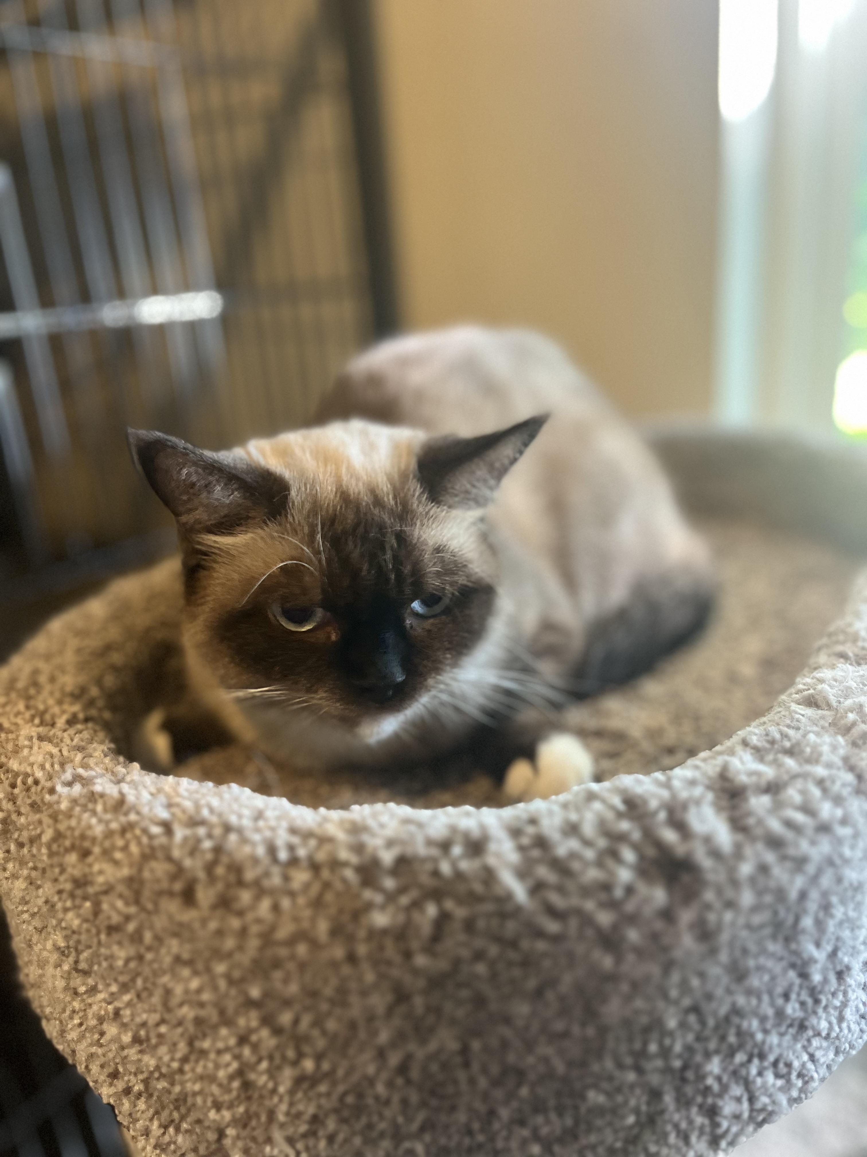 Tarder Sauce (will be adopted with Sylvie), an adoptable Munchkin in Marysville, WA, 98270 | Photo Image 3