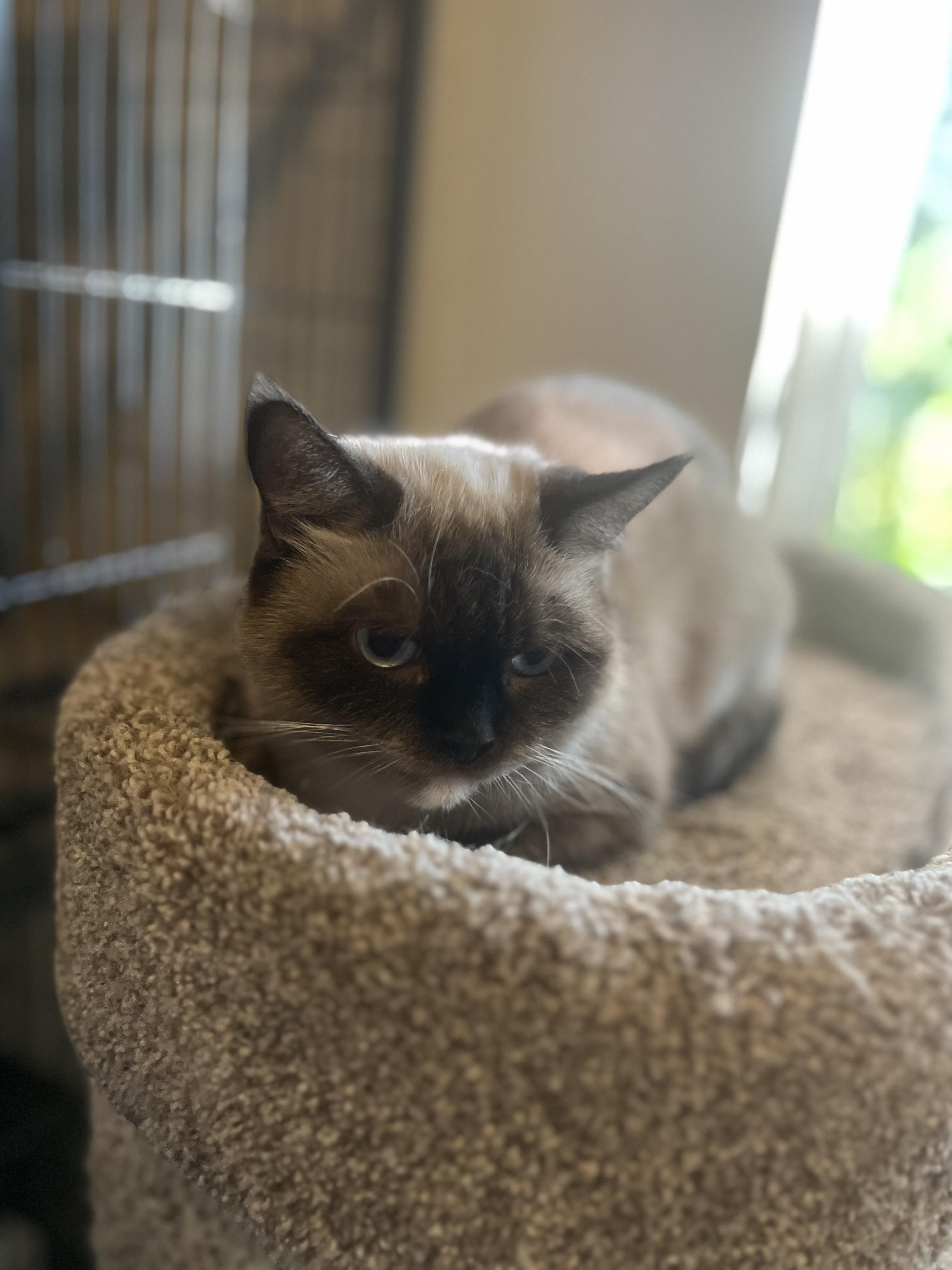 Tarder Sauce (will be adopted with Sylvie), an adoptable Munchkin in Marysville, WA, 98270 | Photo Image 1