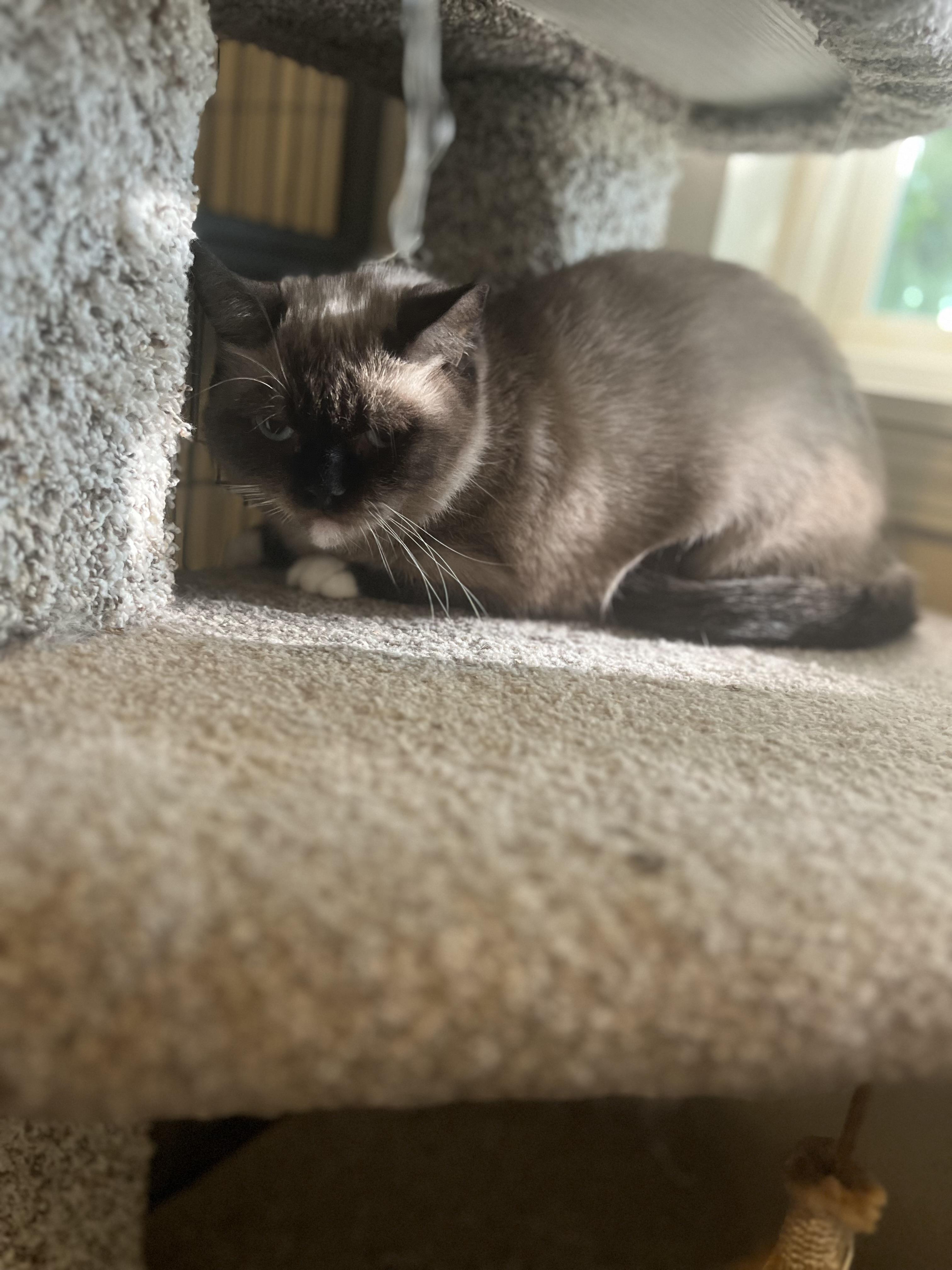 Tarder Sauce (will be adopted with Sylvie), an adoptable Munchkin in Marysville, WA, 98270 | Photo Image 5