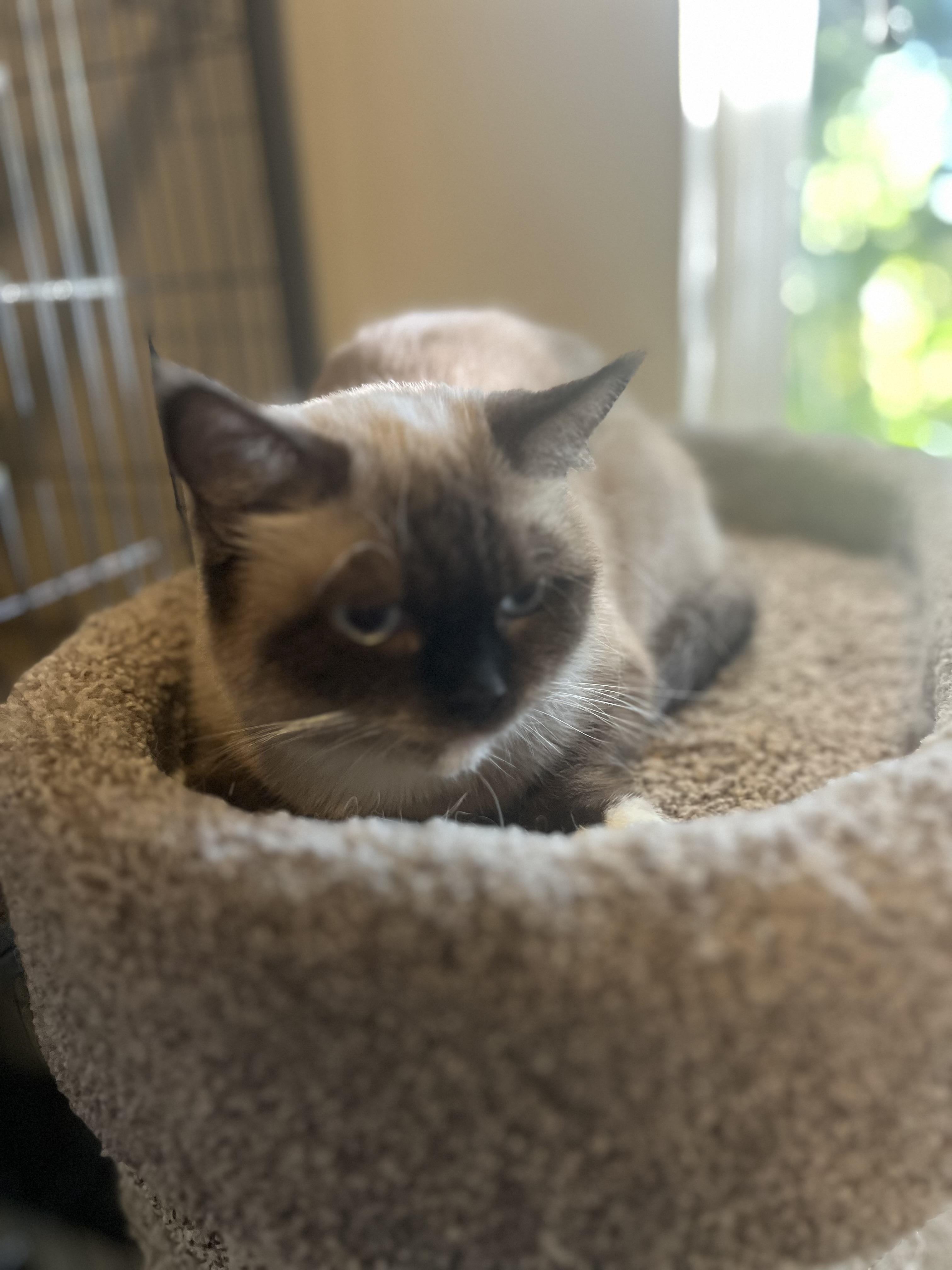 Tarder Sauce (will be adopted with Sylvie), an adoptable Munchkin in Marysville, WA, 98270 | Photo Image 4