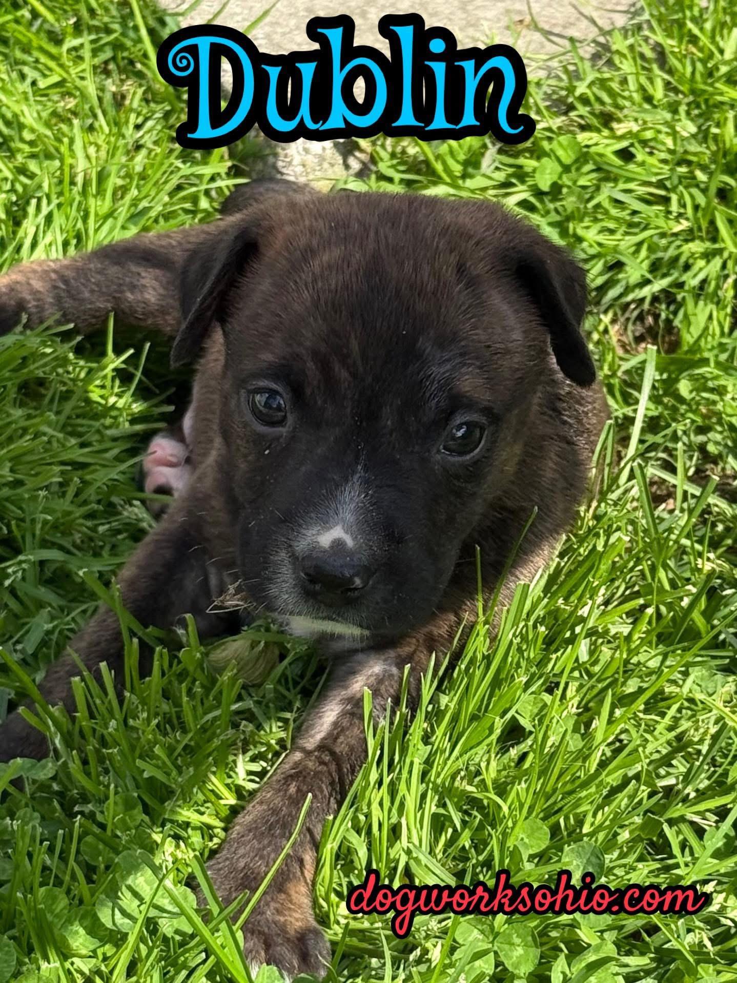 Enlarge Dublin. **. Murphy. **. Fiona, a Adoptable mixed breed in Toledo, OH image 1/3