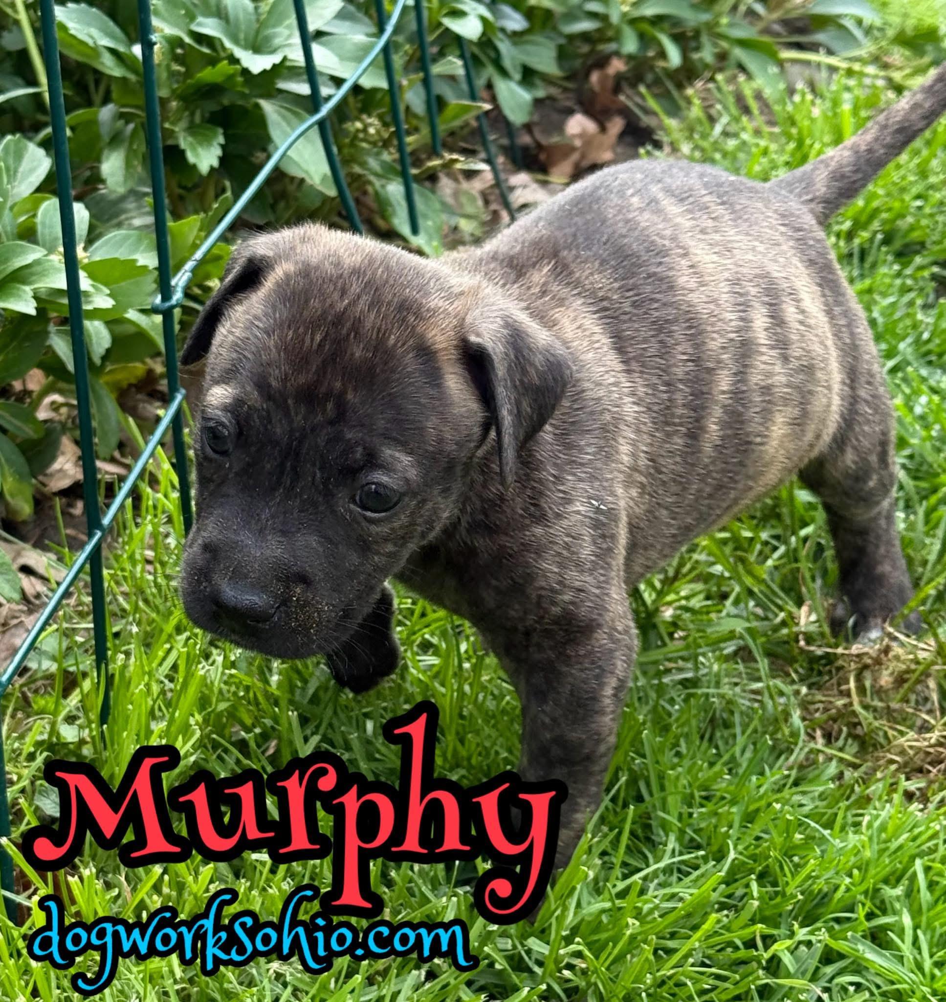 Enlarge Dublin. **. Murphy. **. Fiona, a Adoptable mixed breed in Toledo, OH image 2/3