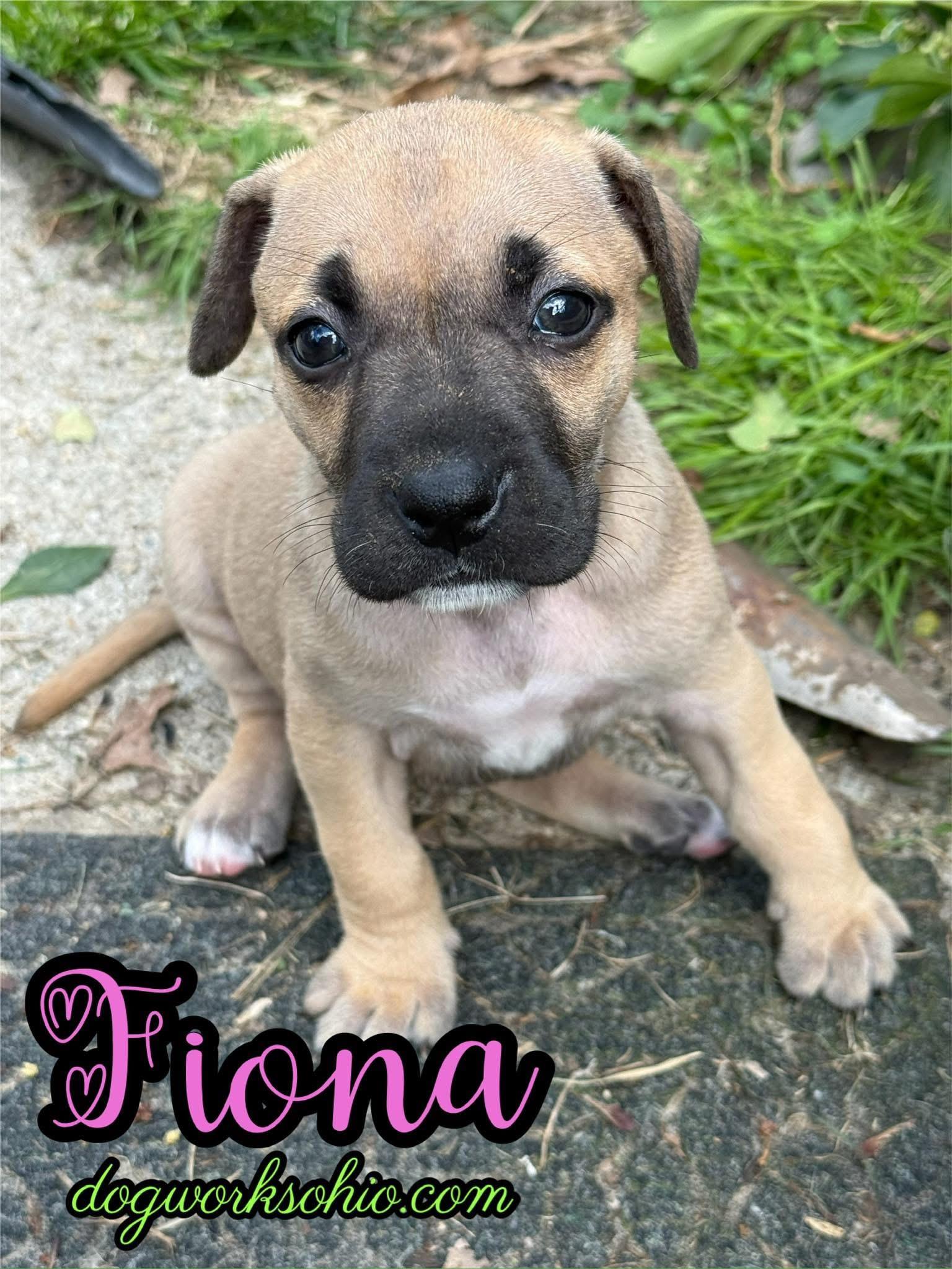 Enlarge Dublin. **. Murphy. **. Fiona, a Adoptable mixed breed in Toledo, OH image 3/3