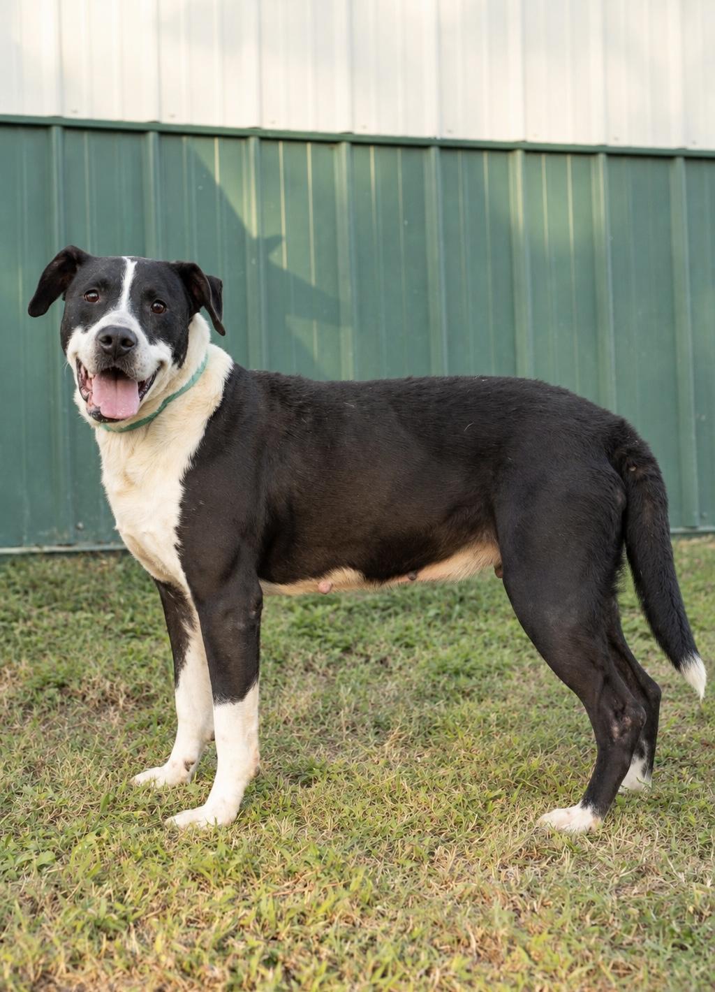 Dexter, Adoptable, Adult Male Pit Bull Terrier.