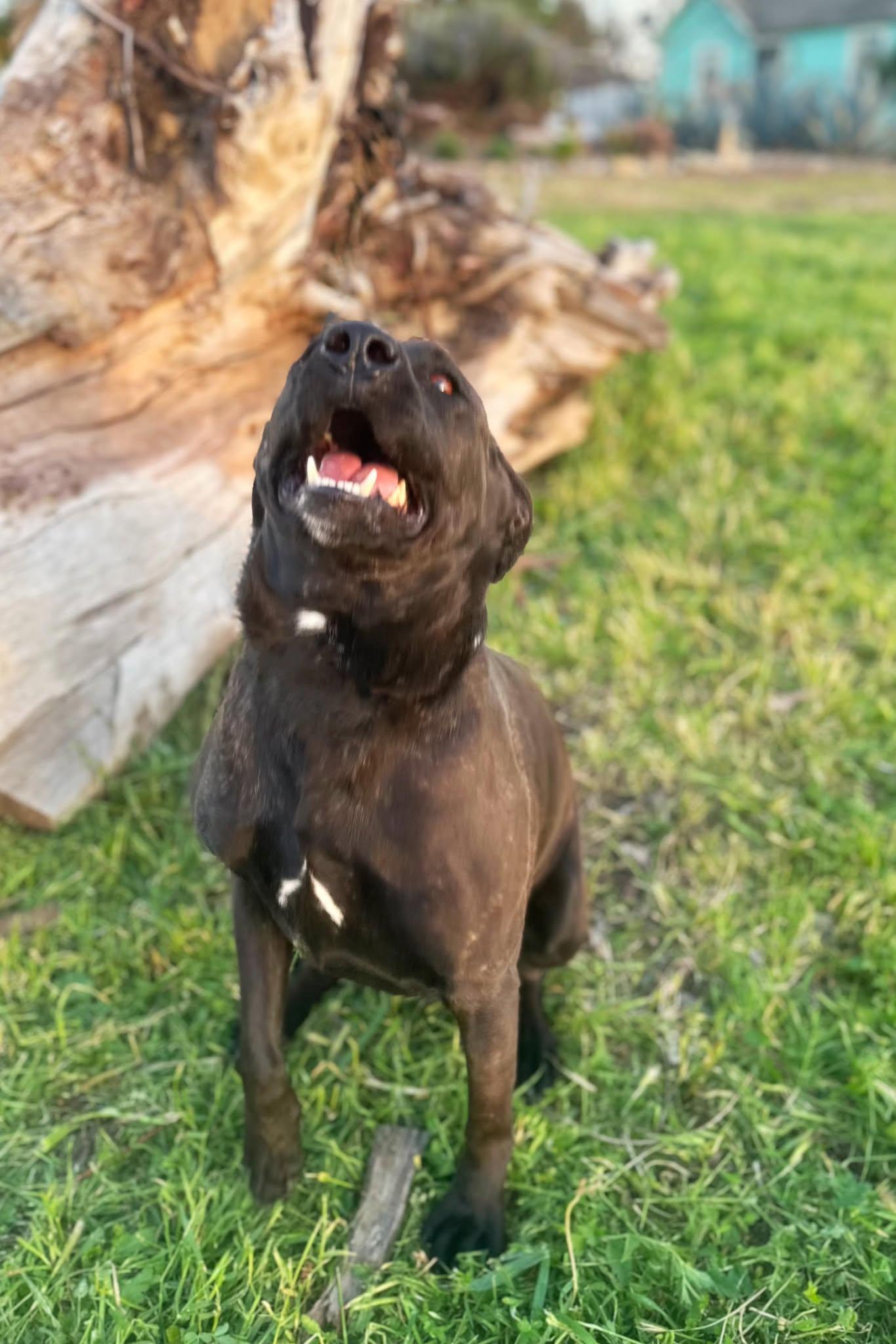 Anaya, a Adoptable mixed breed in Modesto , CA image 2/4