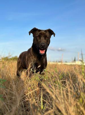 Anaya, a Adoptable mixed breed in Modesto , CA image 3/4