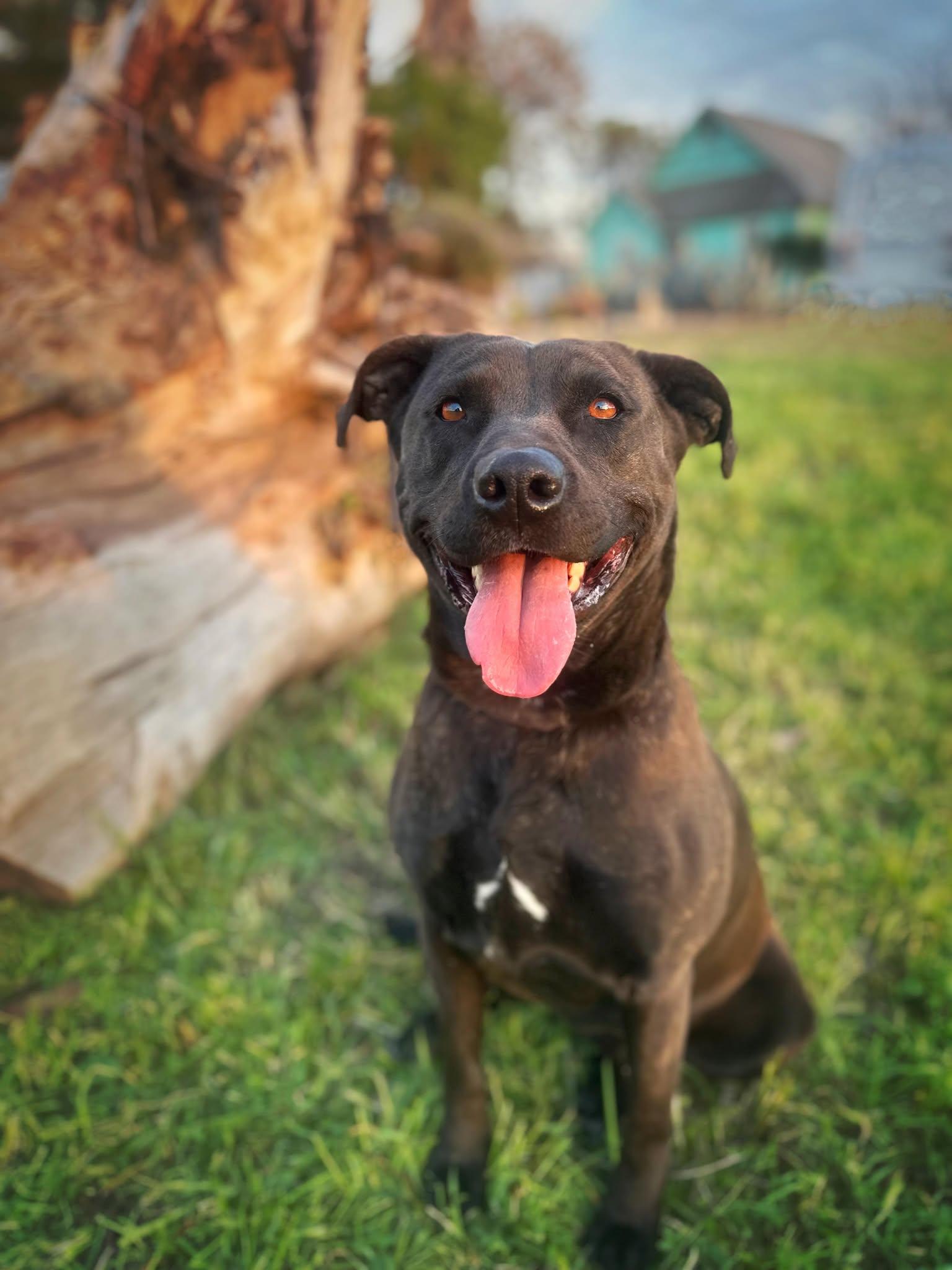 Anaya, Adoptable, Adult Female Pit Bull Terrier.