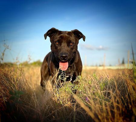 Anaya, a Adoptable mixed breed in Modesto , CA image 4/4