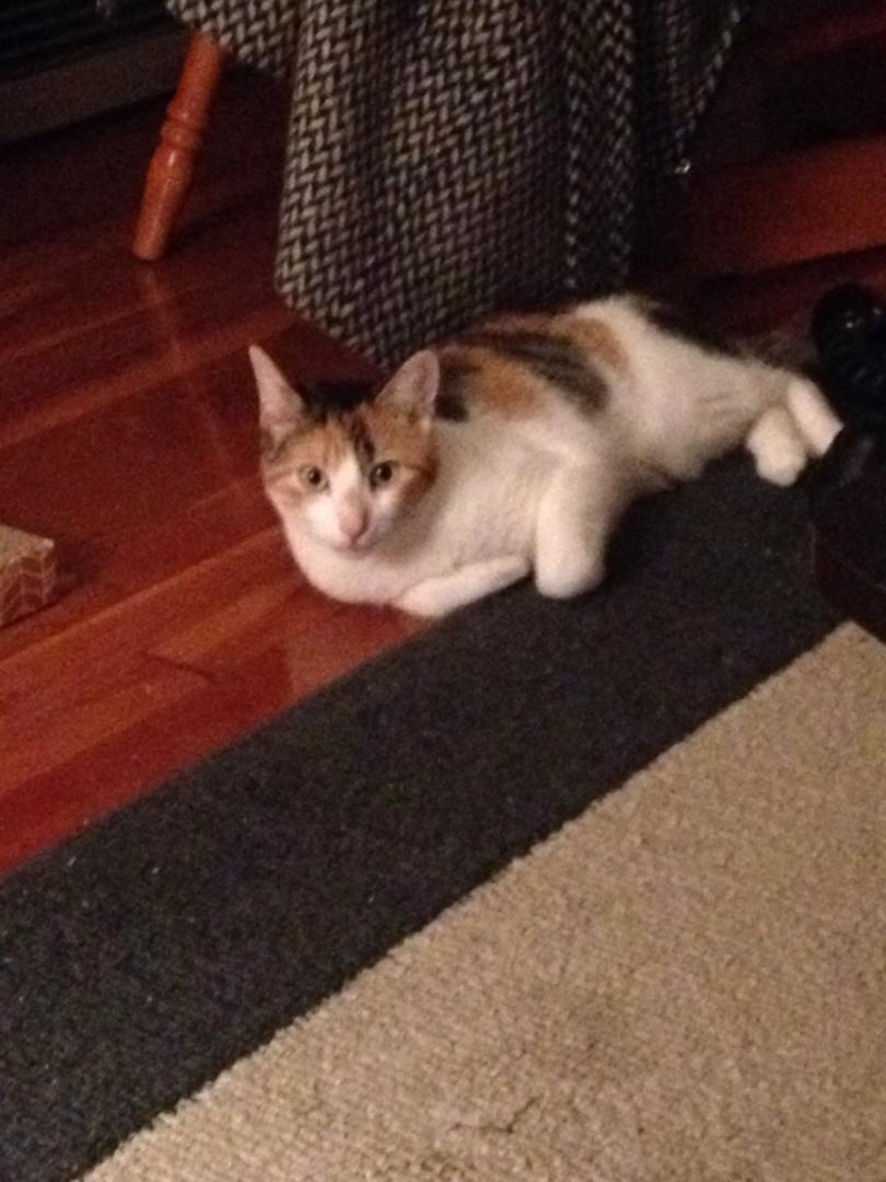 Bea, a Adopted Calico in Oakhurst, NJ image 1/3