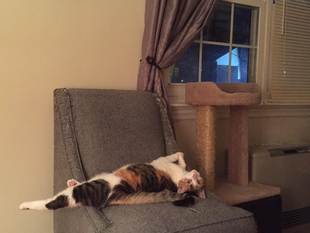 Bea, a Adopted Calico in Oakhurst, NJ image 2/3