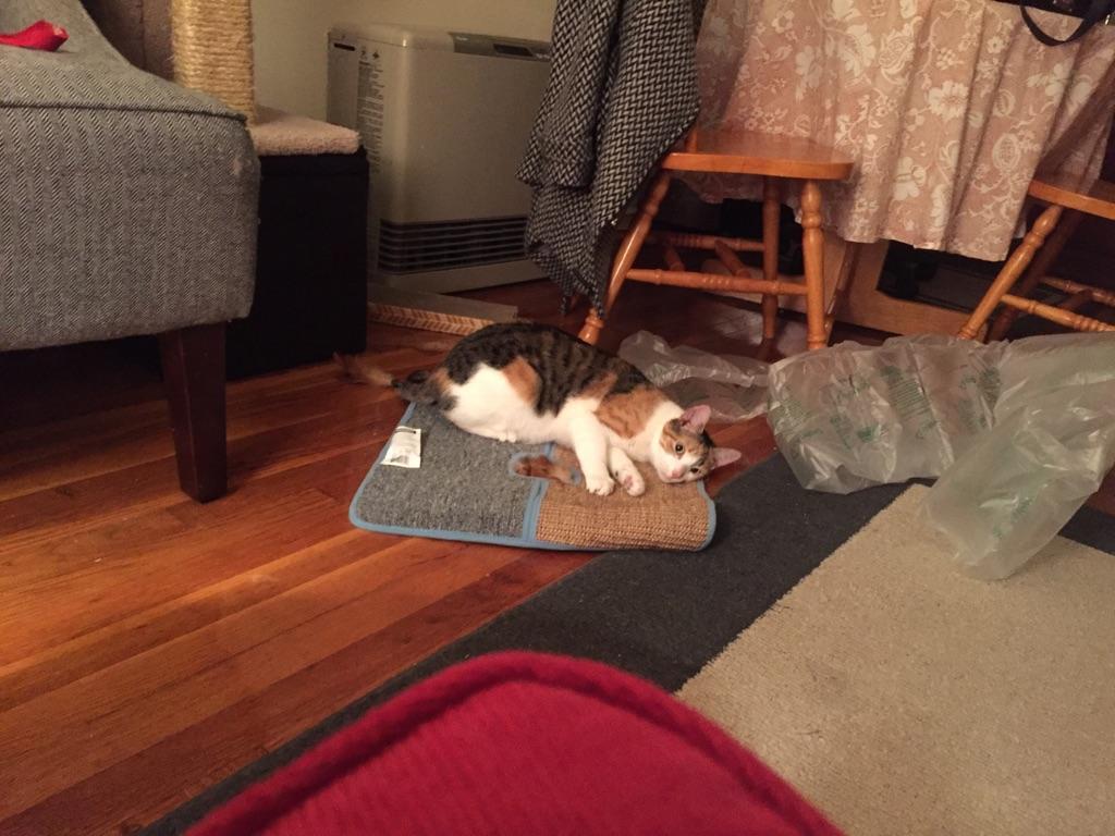 Bea, a Adopted Calico in Oakhurst, NJ image 3/3