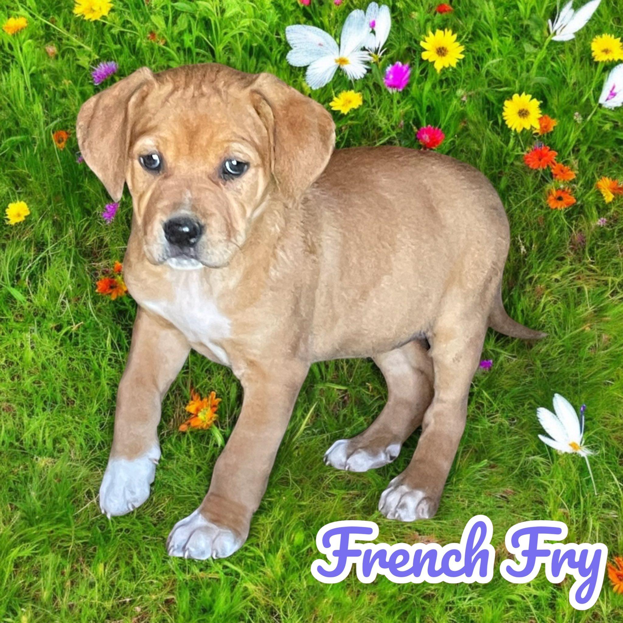 French Fry, a Adoptable mixed breed in Milford, CT image 3/5