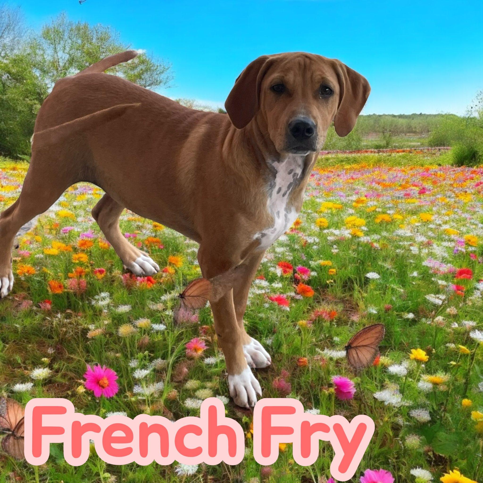 French Fry, a Adoptable mixed breed in Milford, CT image 1/5