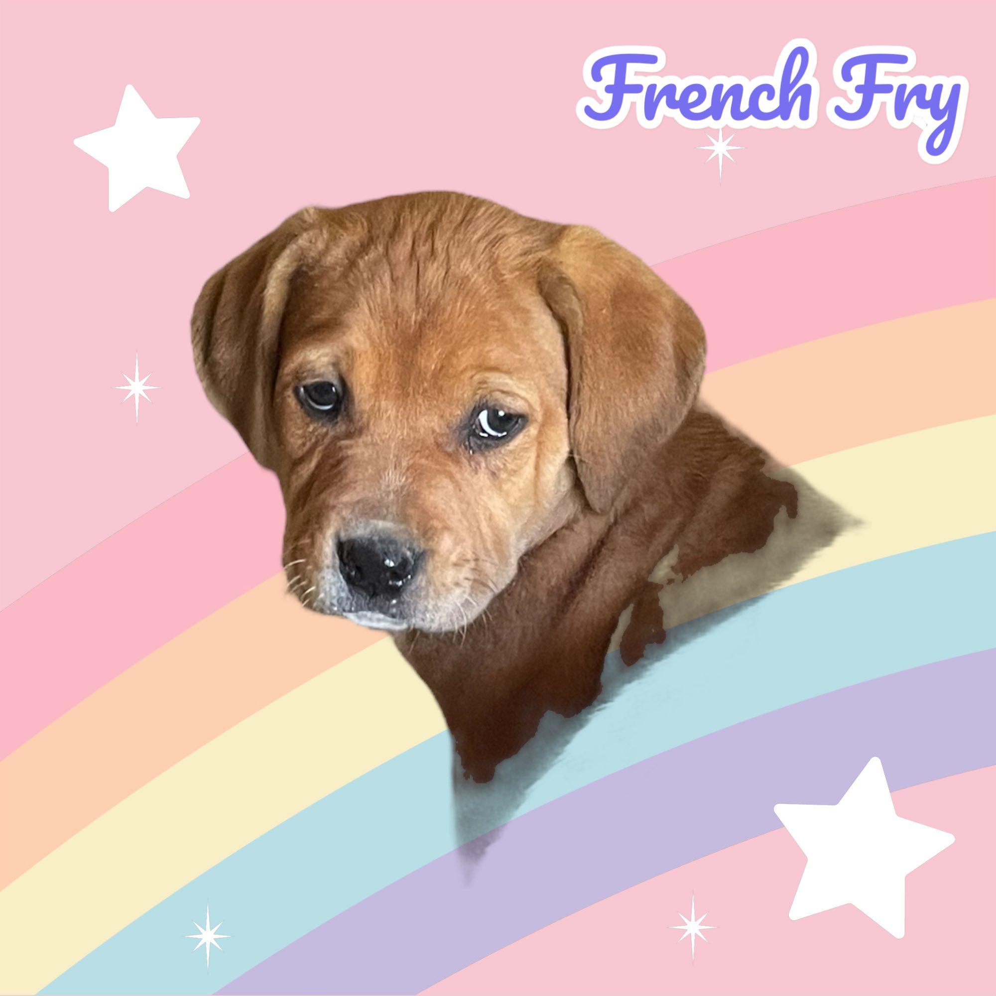 French Fry